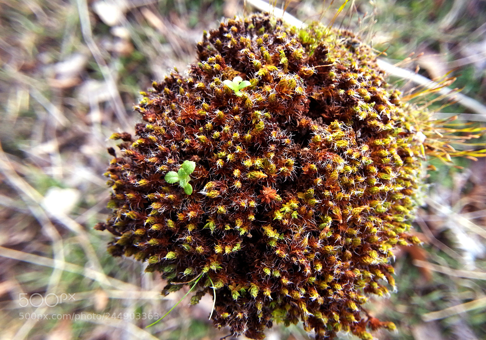 Samsung Galaxy Note2 sample photo. Brown moss photography