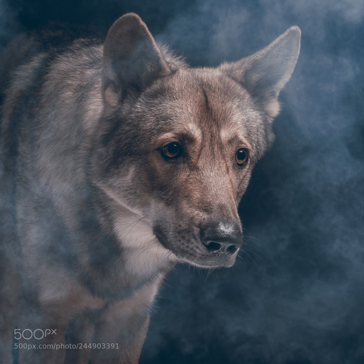 Fujifilm X-T2 sample photo. Wolfalike photography