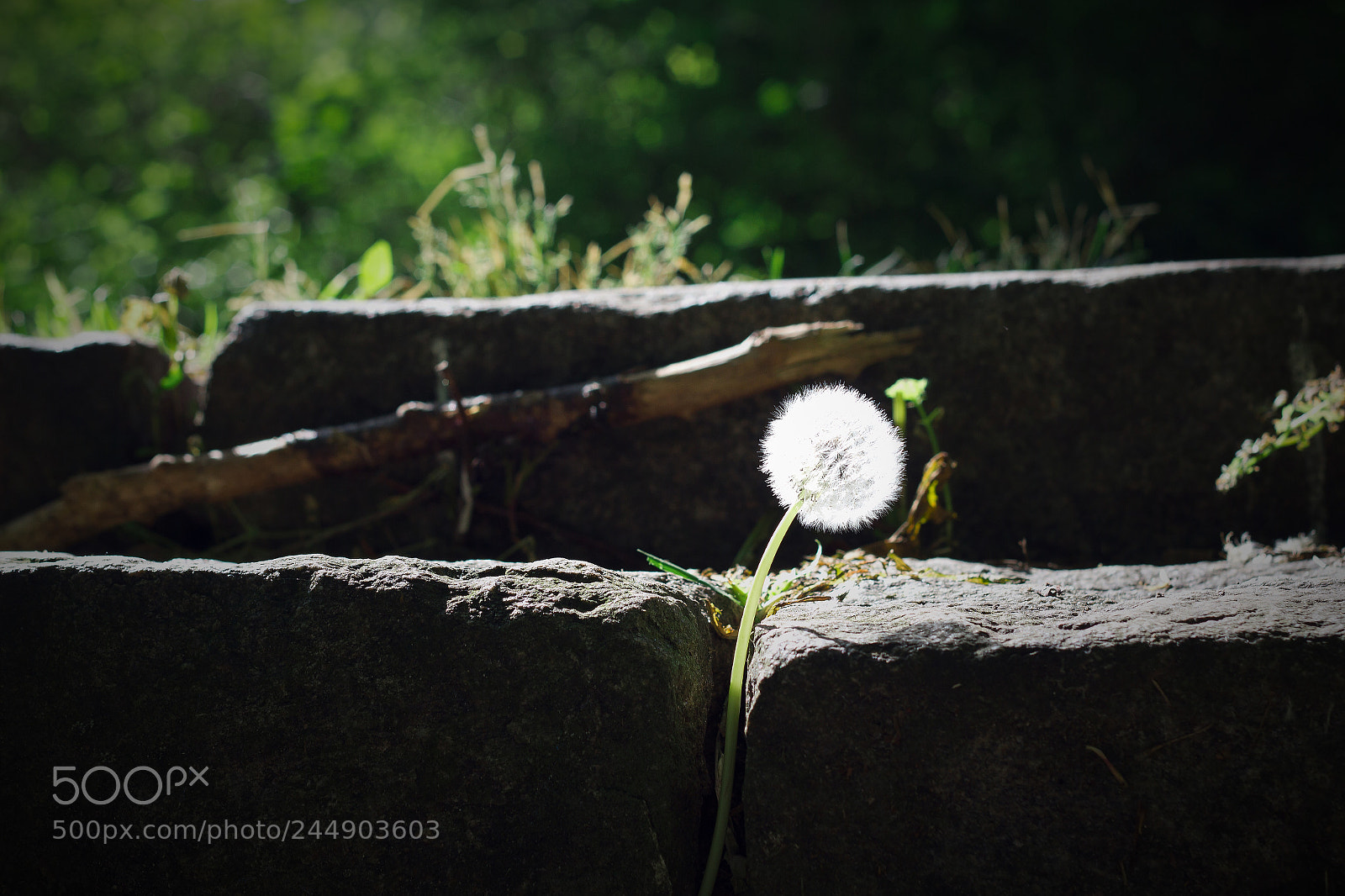 Canon EOS 550D (EOS Rebel T2i / EOS Kiss X4) sample photo. Dandelion photography