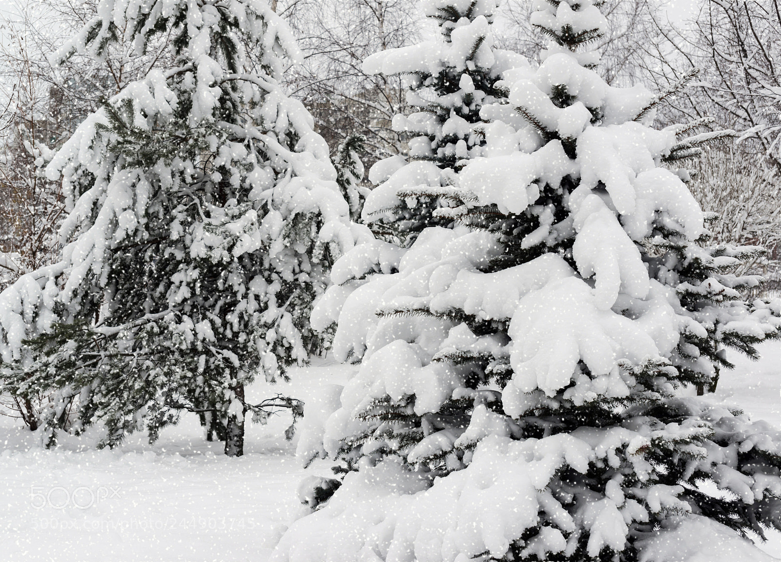Nikon D600 sample photo. Fir forest during snowfall. photography