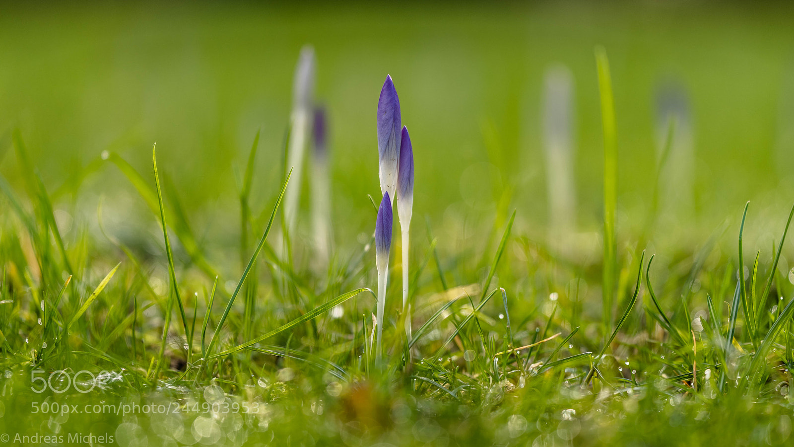 Nikon D850 sample photo. A little spring. photography