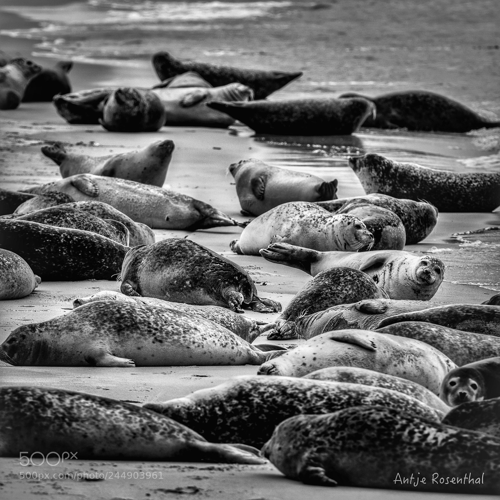 Nikon D810 sample photo. Robben auf helgoland/ nikon photography