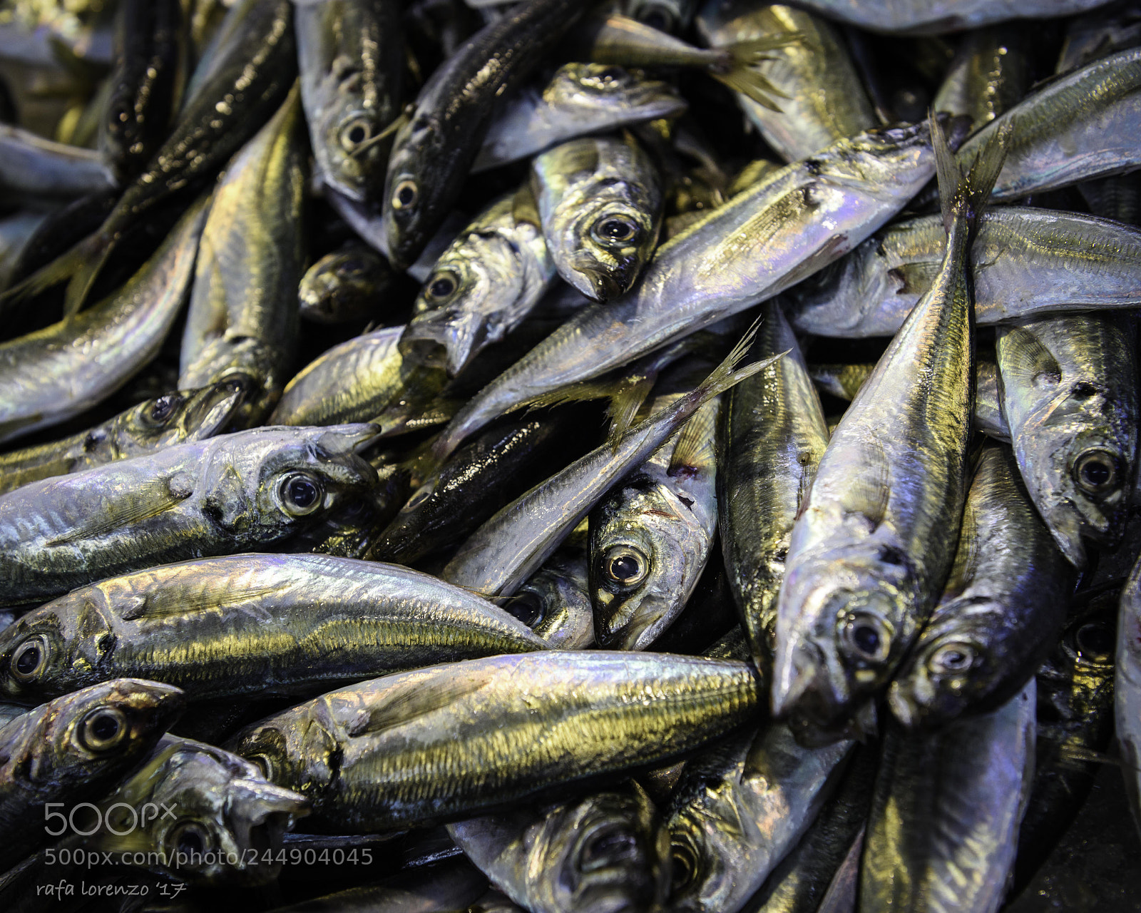 Nikon D810 sample photo. Chinchos photography