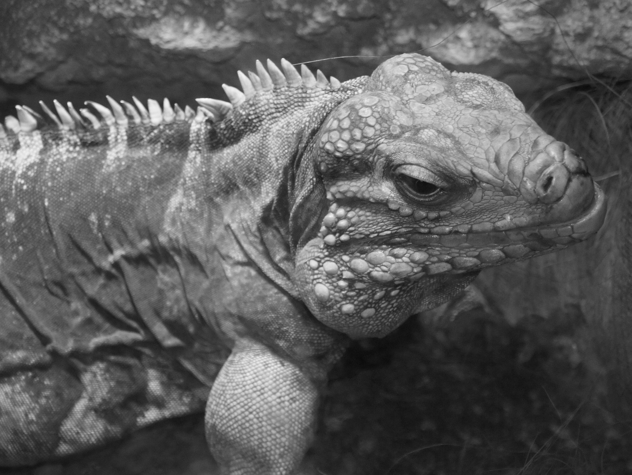 Sony Alpha DSLR-A450 + Sigma 18-200mm F3.5-6.3 DC sample photo. Cuban iguana. photography