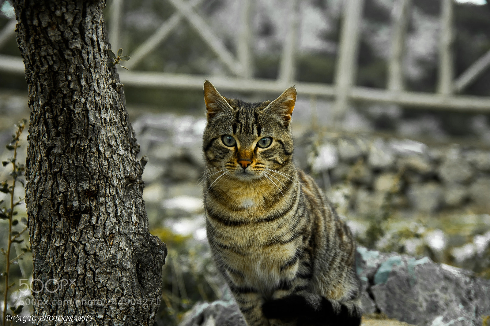 Nikon D3400 sample photo. Cat portrait photography