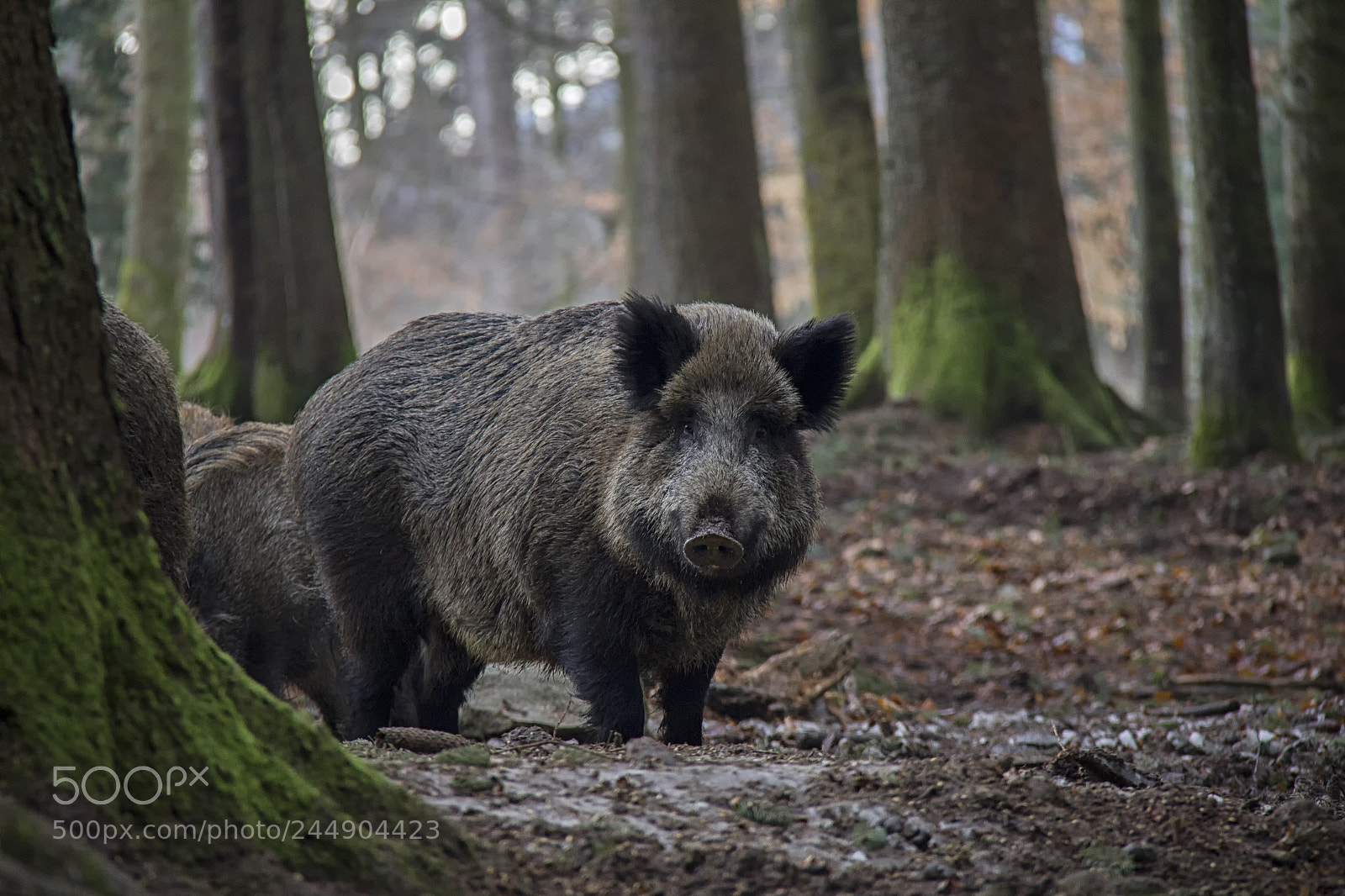 Canon EOS 550D (EOS Rebel T2i / EOS Kiss X4) sample photo. Wild boar... photography