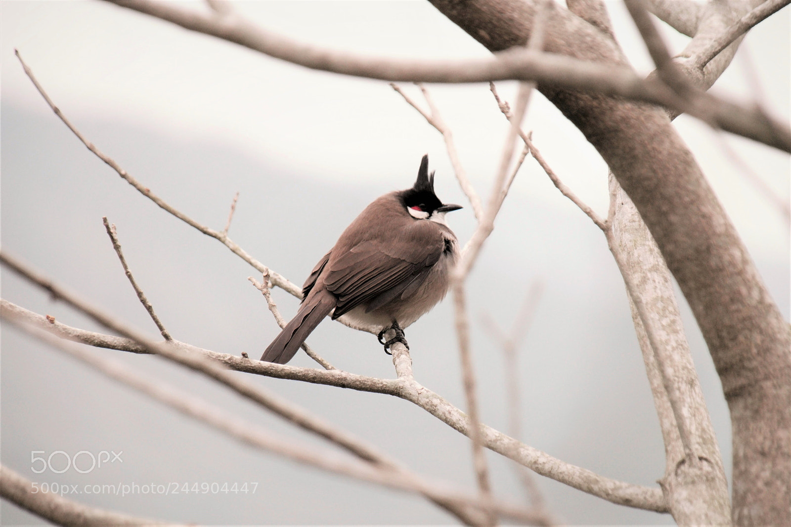Samsung NX1 sample photo. A bird in winter photography
