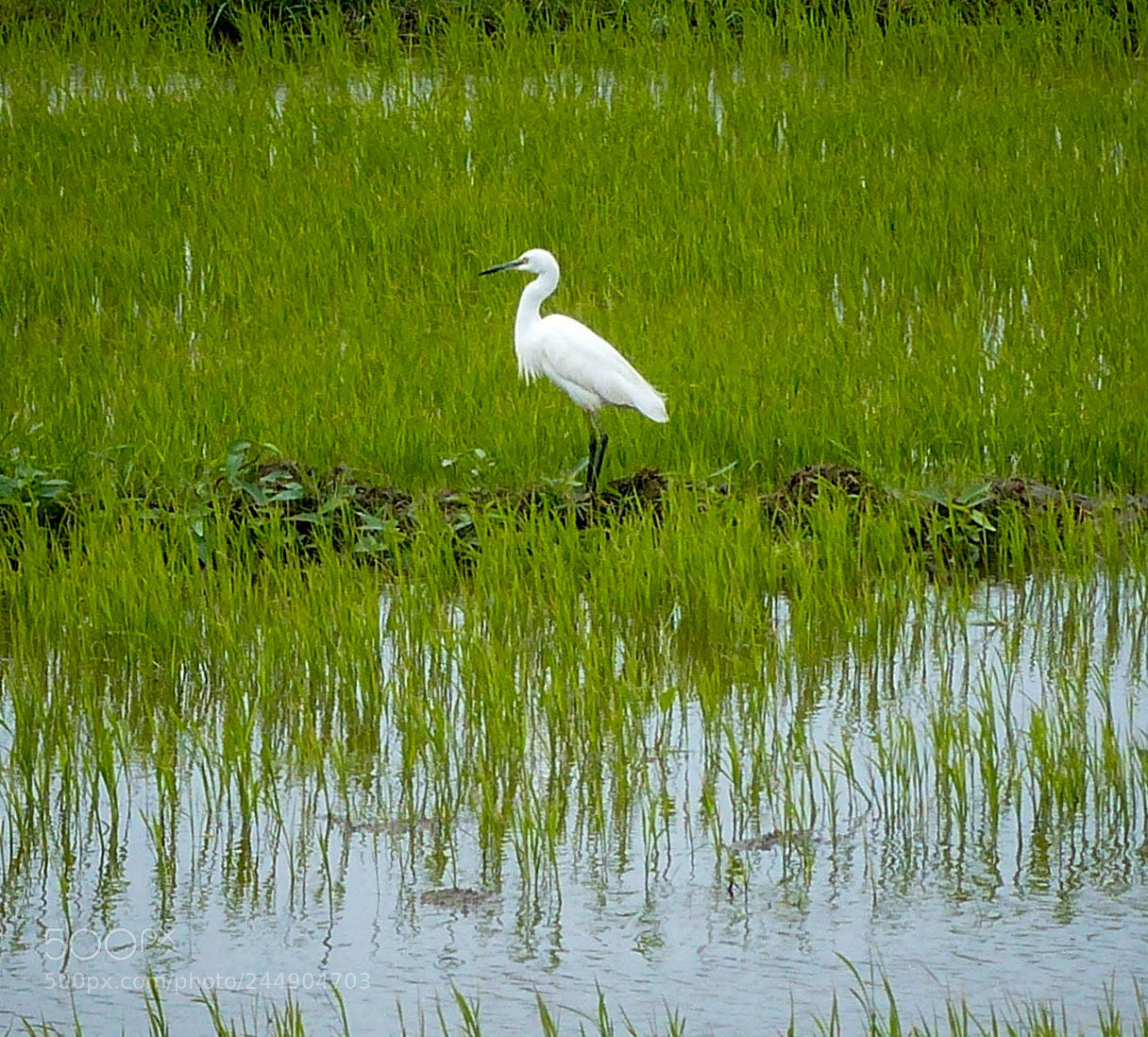 Panasonic Lumix DMC-FZ200 sample photo. Crane photography