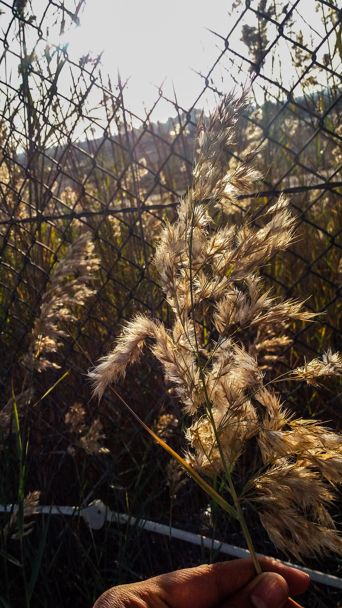 Samsung Galaxy E7 sample photo. 🌾 photography