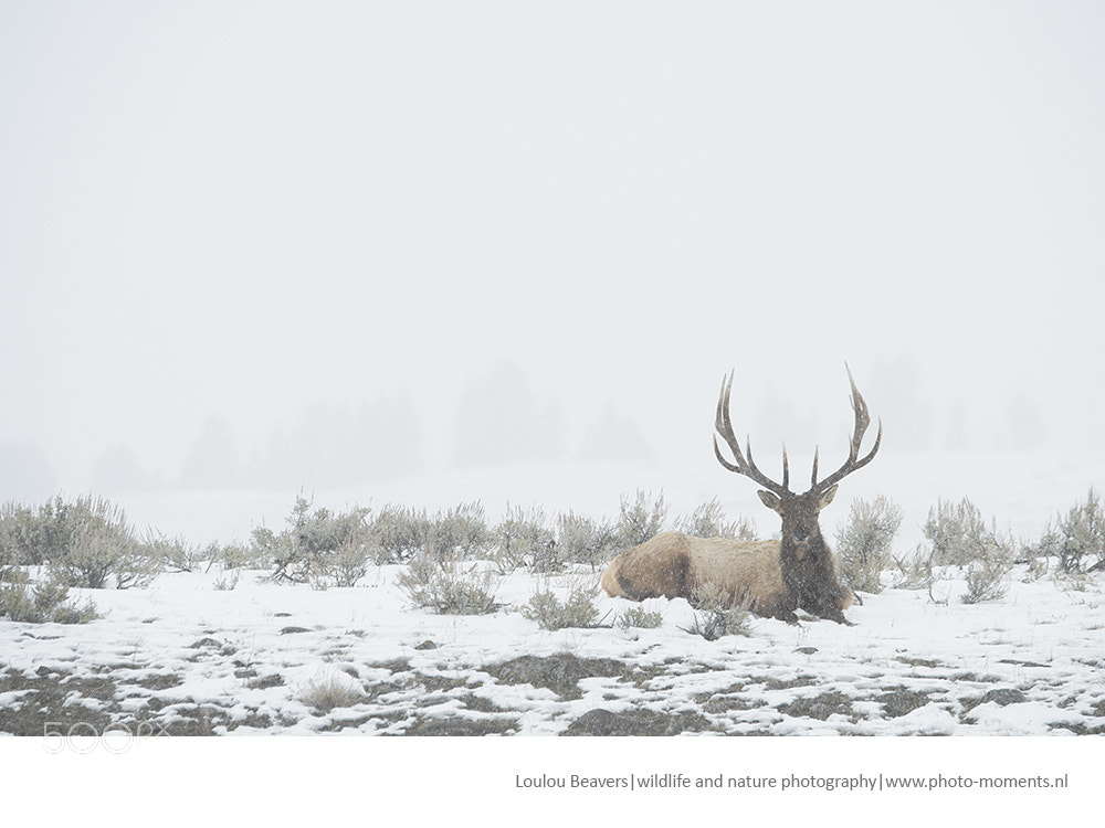Nikon D810 sample photo. Wapiti photography