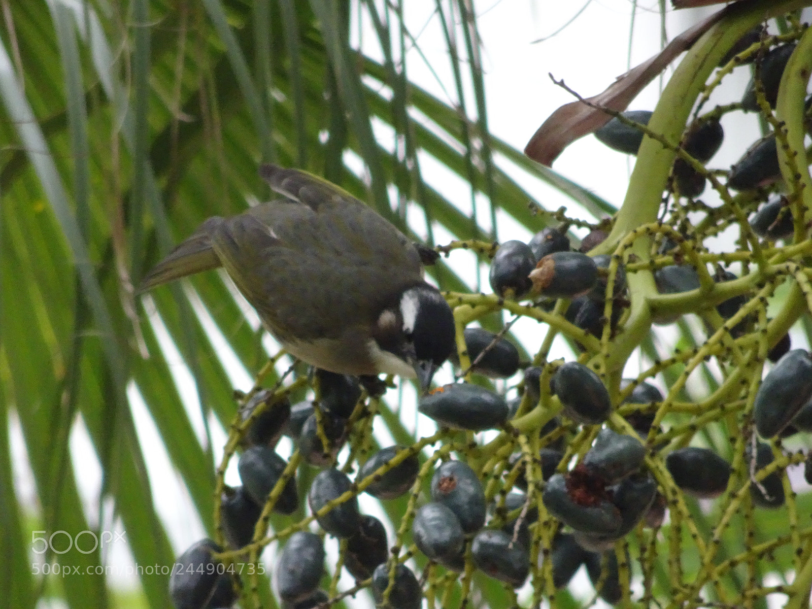 Sony Cyber-shot DSC-HX90V sample photo. Light-vented bulbul photography