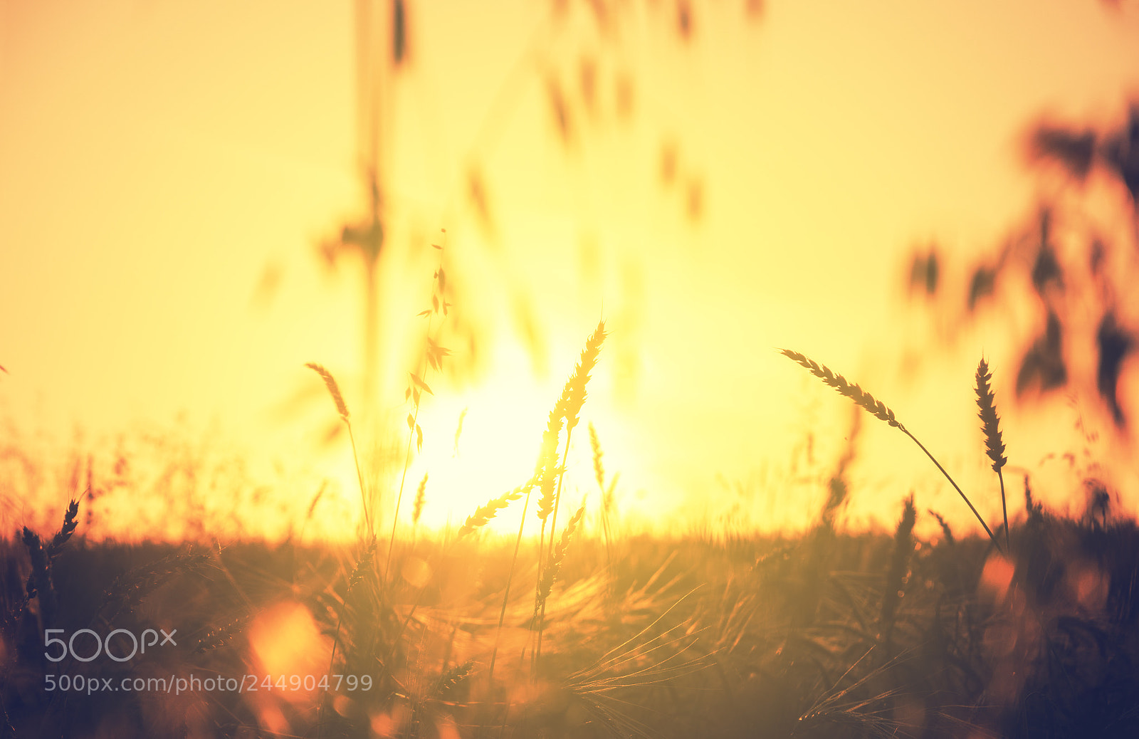Nikon D5100 sample photo. Spikelets photography