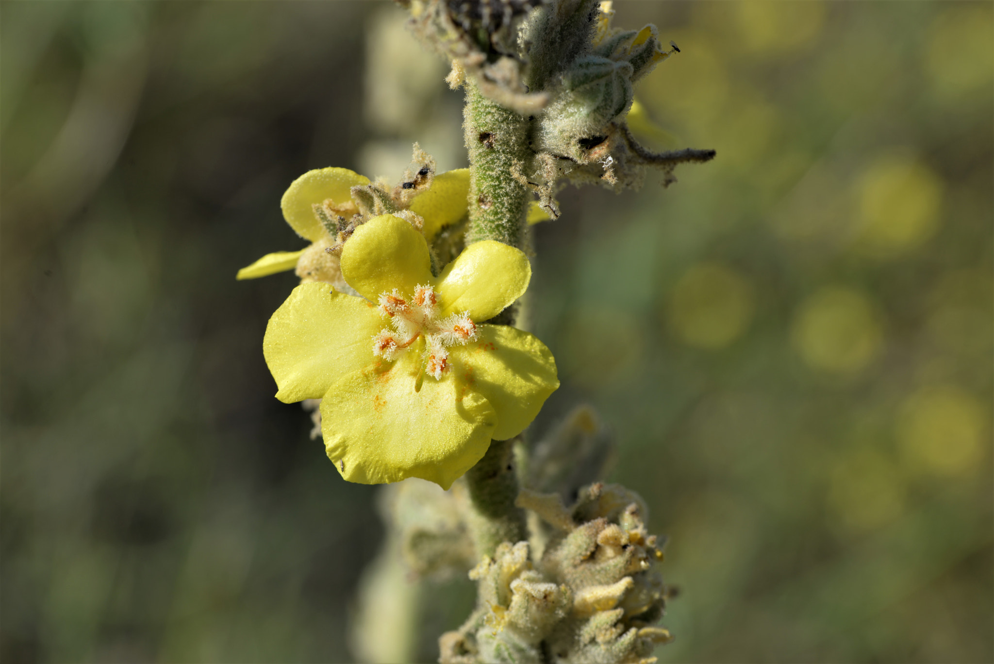 Sigma 105mm F2.8 EX DG OS HSM sample photo