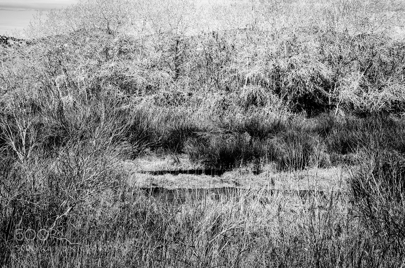 Nikon D5100 sample photo. Shrubbery... photography
