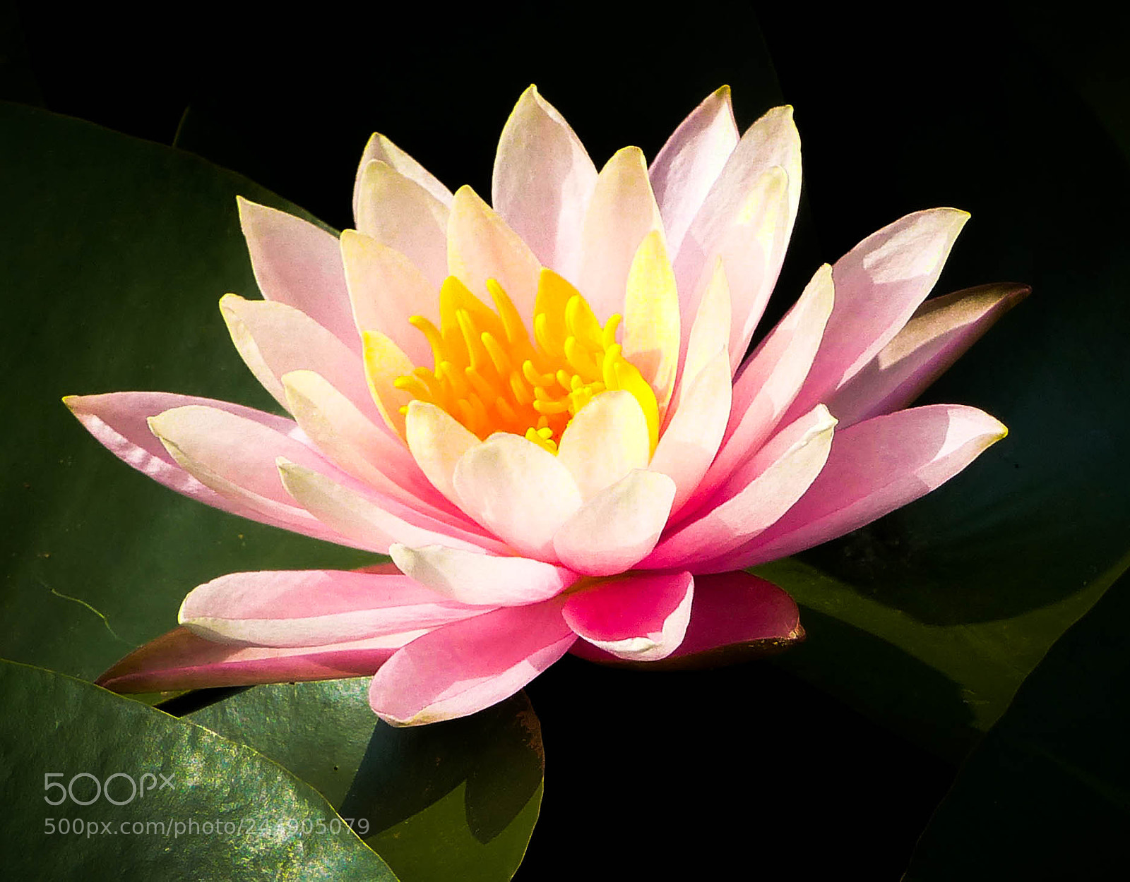 Panasonic Lumix DMC-FZ200 sample photo. Pink beauty photography