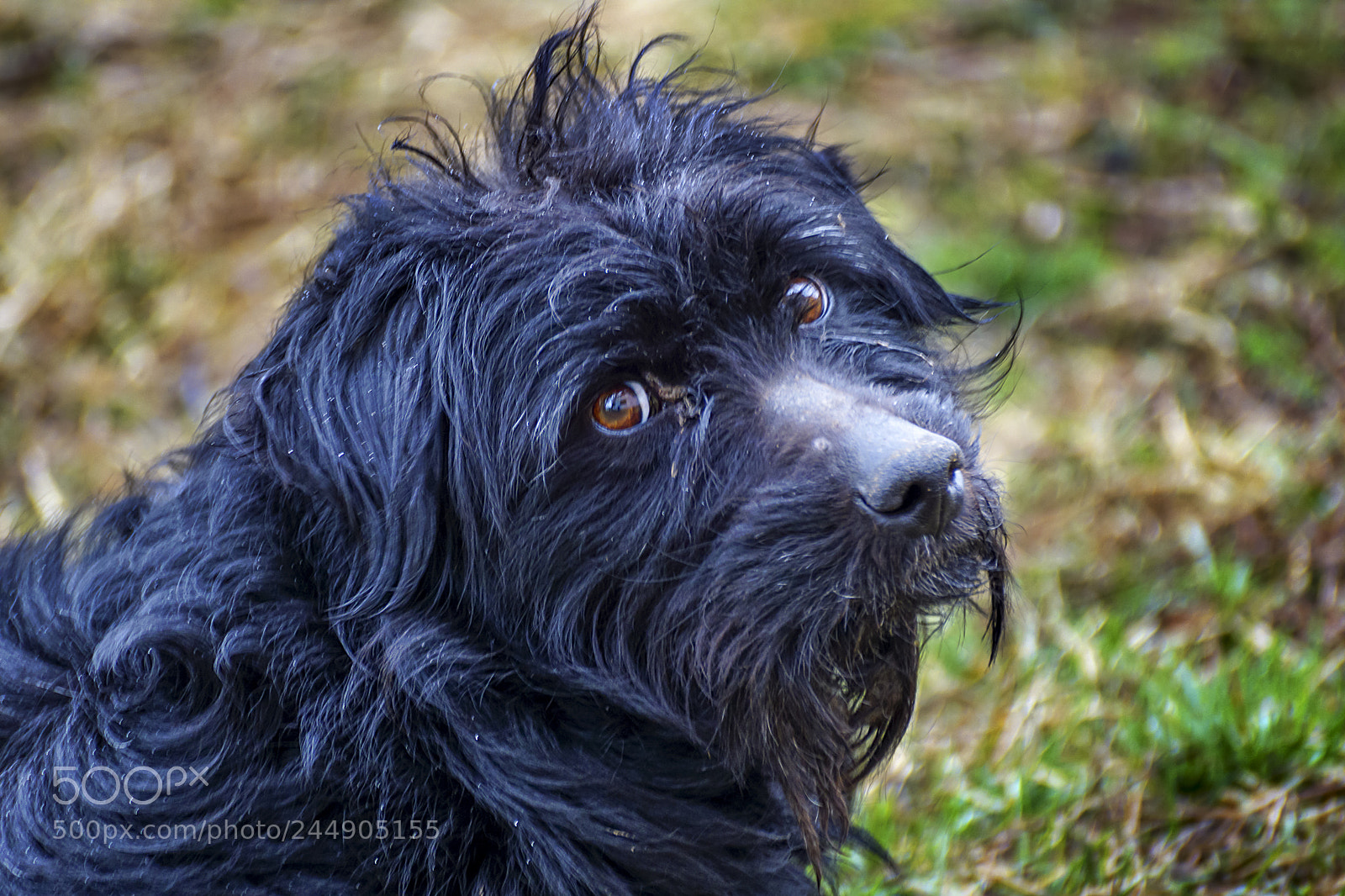 Sony ILCA-77M2 sample photo. The sight of stray photography