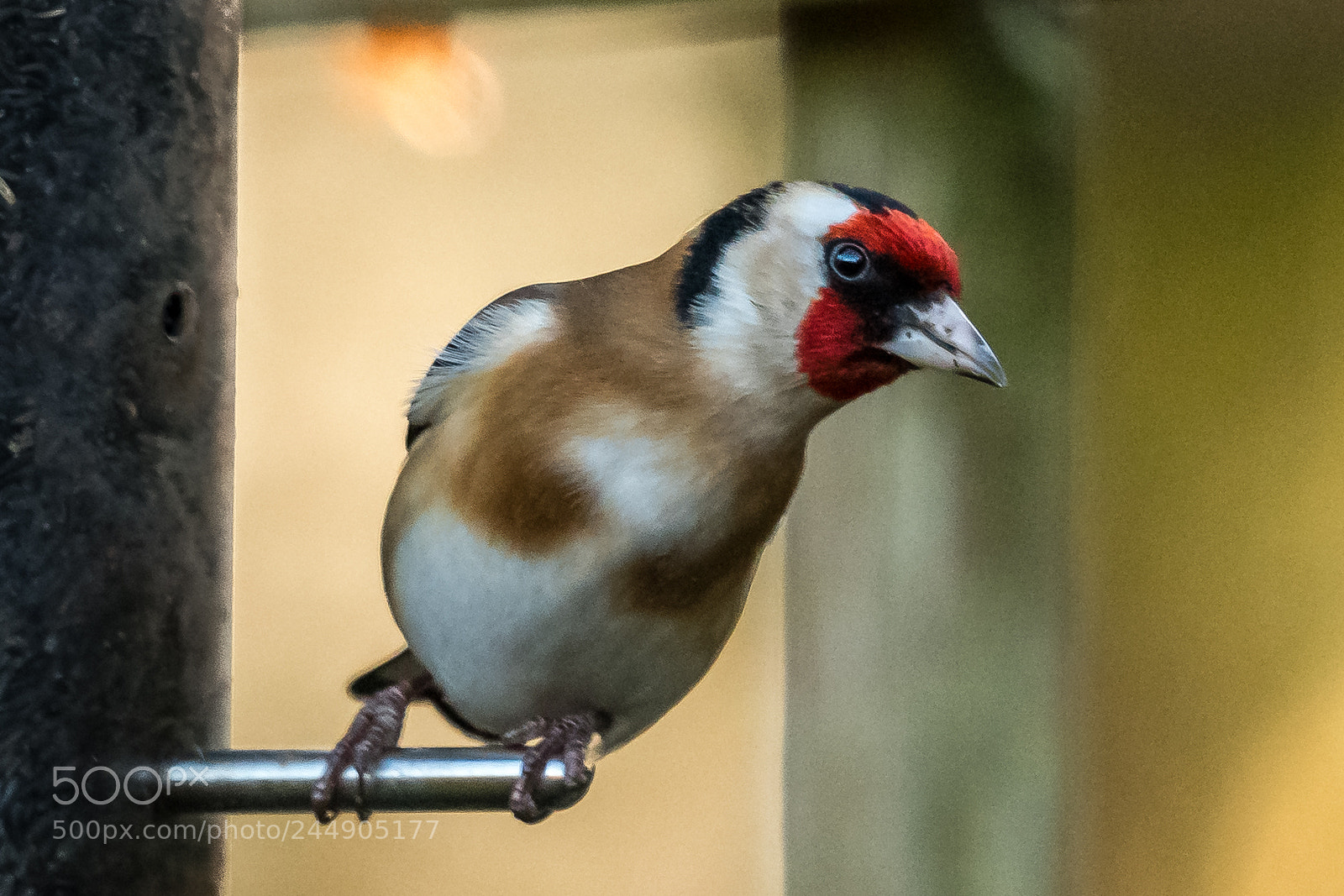 Nikon D850 sample photo. Goldfinch leaving photography