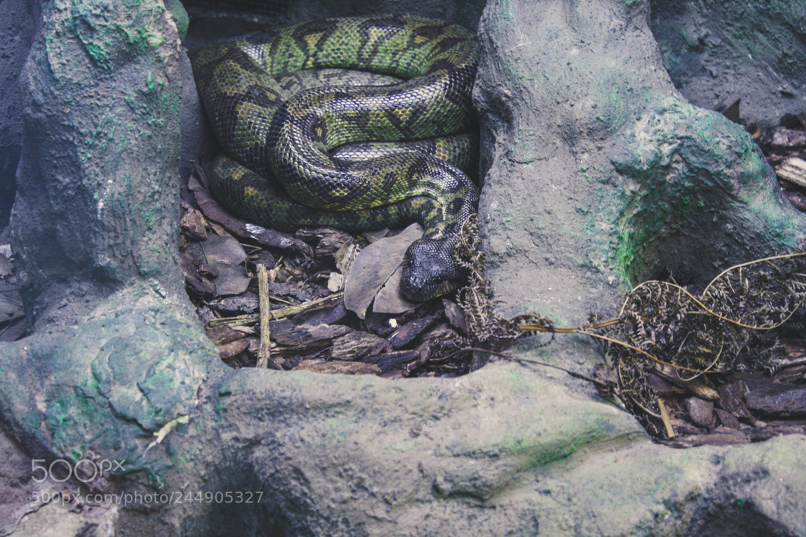 Canon EOS 1000D (EOS Digital Rebel XS / EOS Kiss F) sample photo. Madagascan tree boa photography