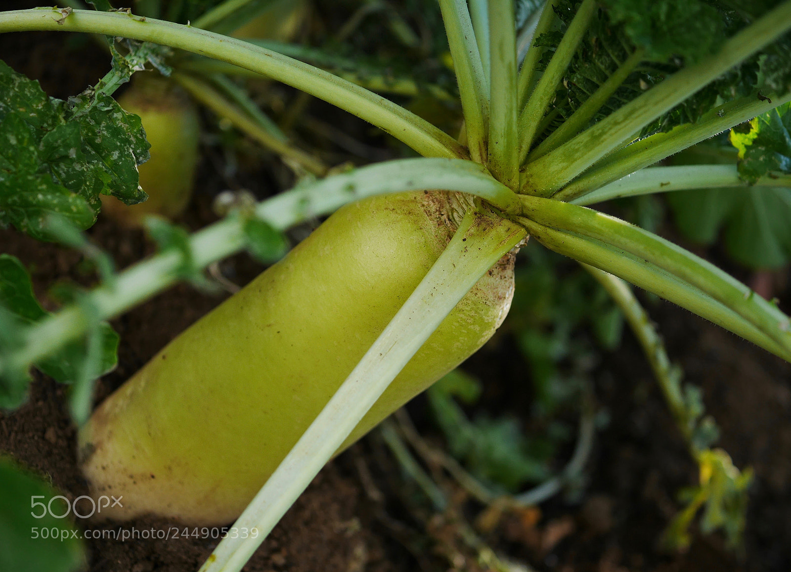 Panasonic Lumix DMC-GF7 sample photo. Japanese radish photography