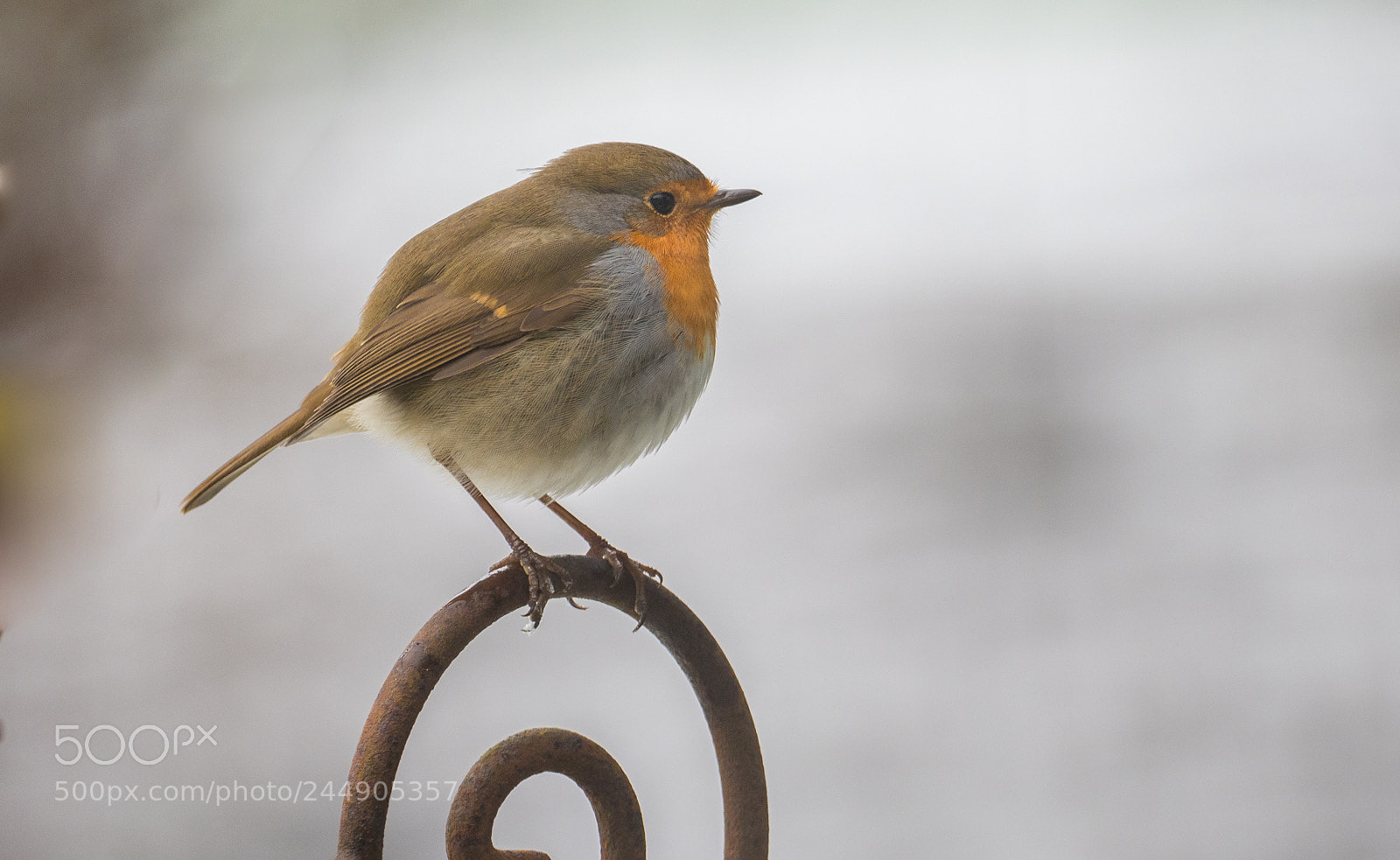 Olympus OM-D E-M1 Mark II sample photo. Rotkehlchen photography