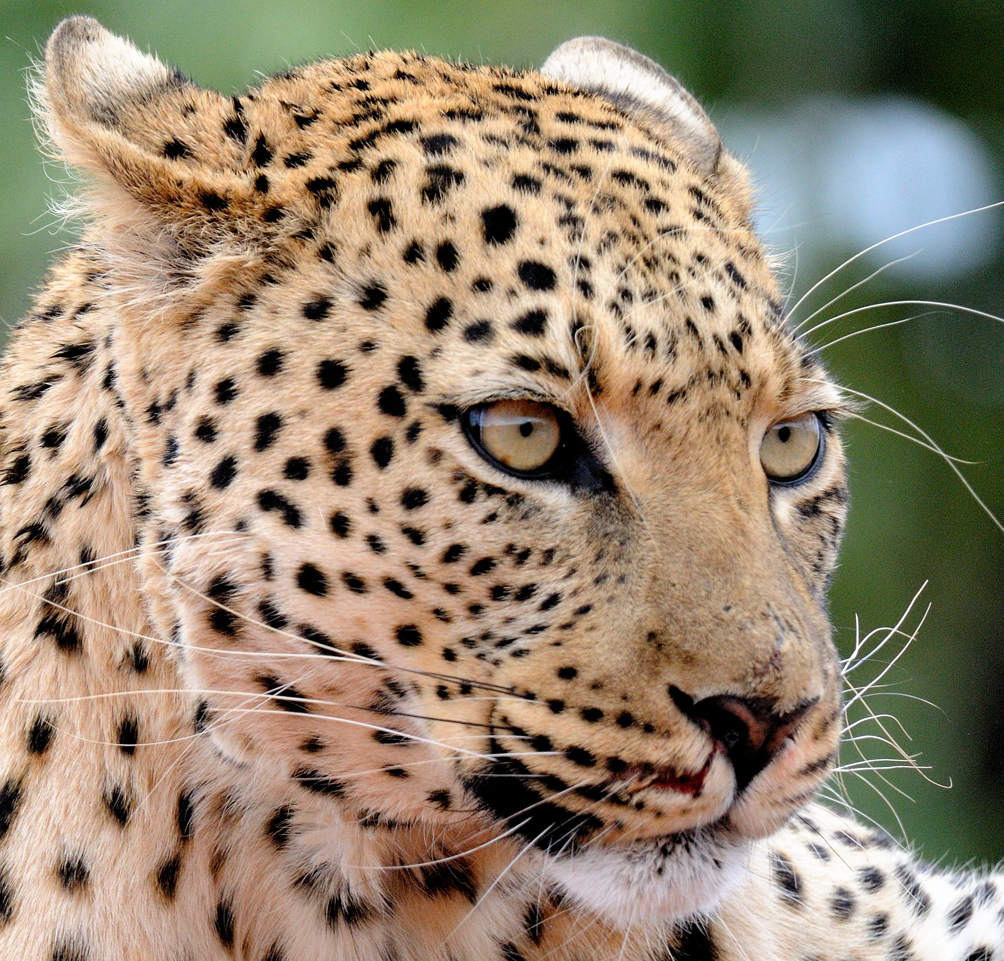 Nikon D300 sample photo. Leopard at erindi in namibia photography