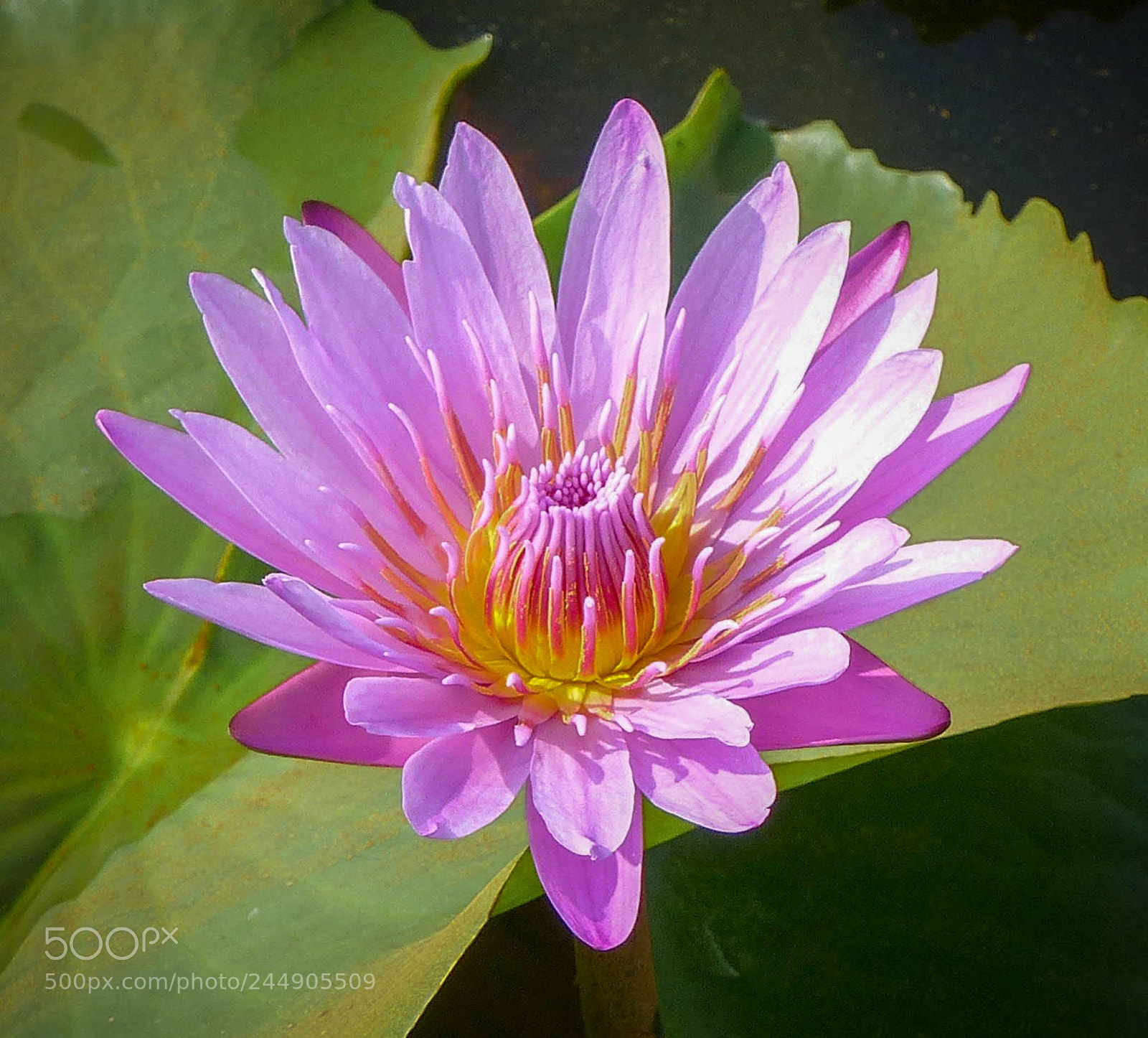 Panasonic Lumix DMC-FZ200 sample photo. Lotus flower photography