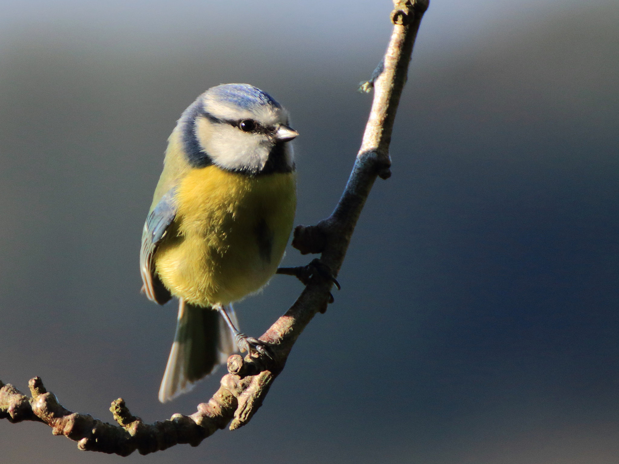 Canon EOS 7D Mark II sample photo. Blue tit photography