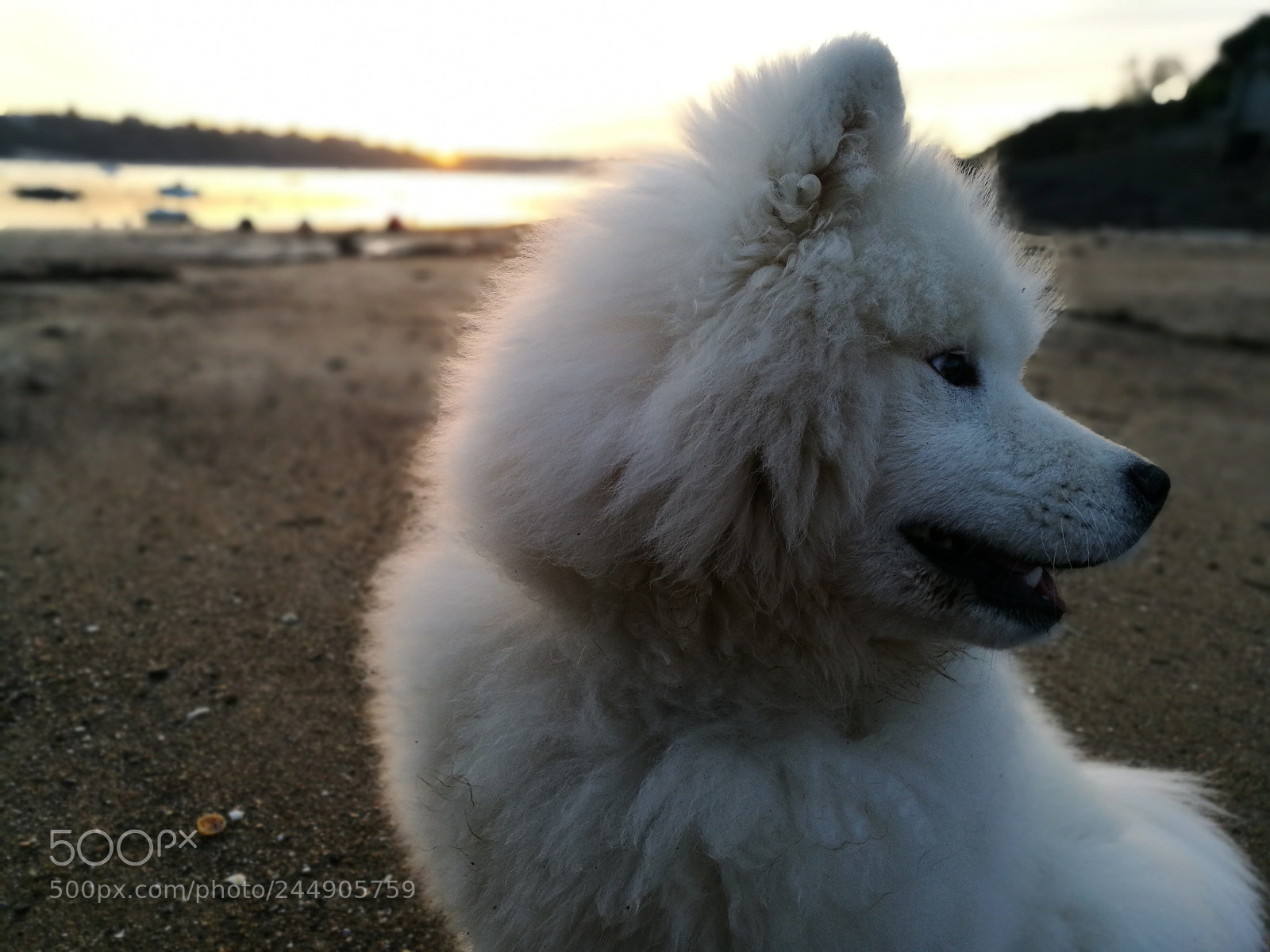 HUAWEI P9 sample photo. Sam photography