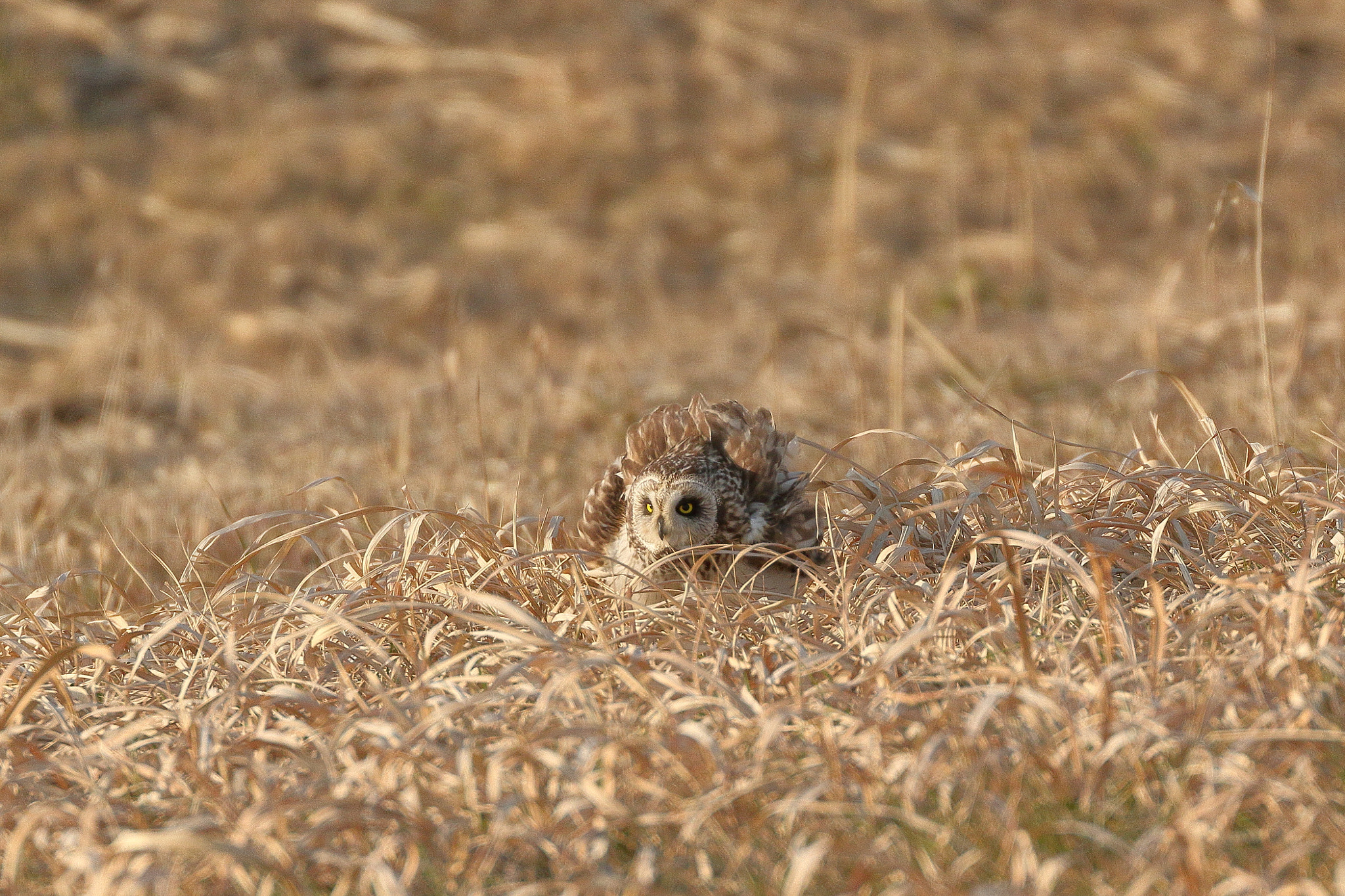 Canon EOS 7D Mark II sample photo. コミミズク 7i2a2492 photography