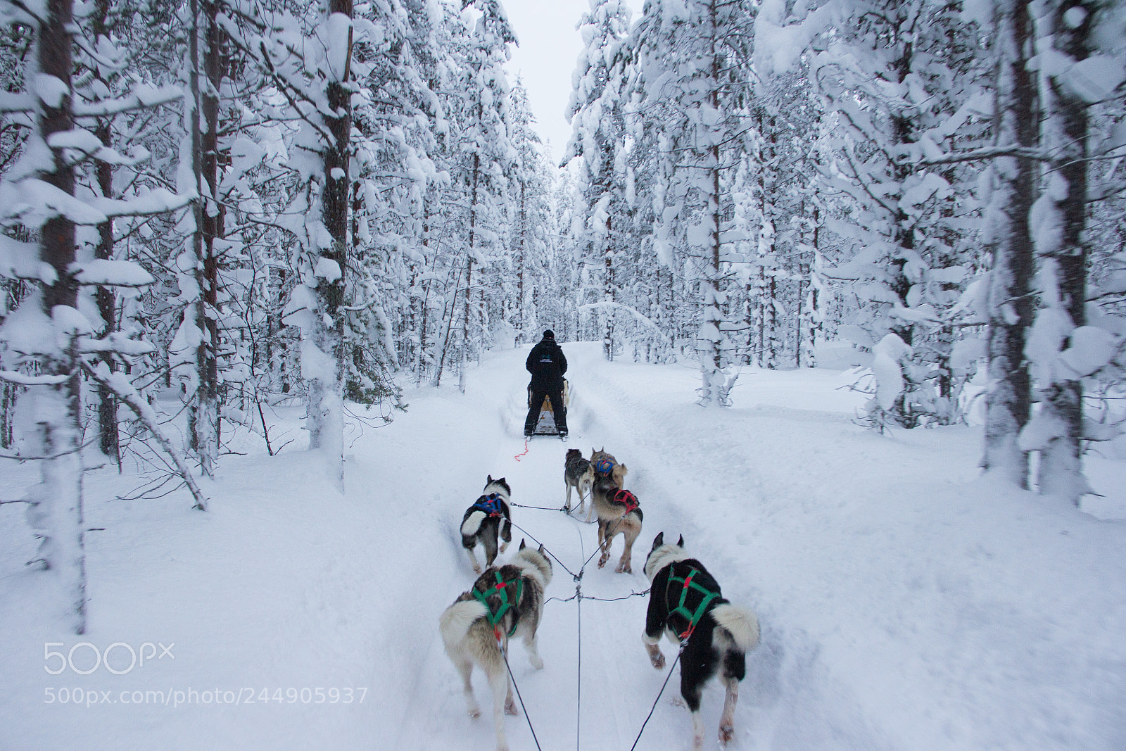 Canon EOS 60D sample photo. Husky ride photography