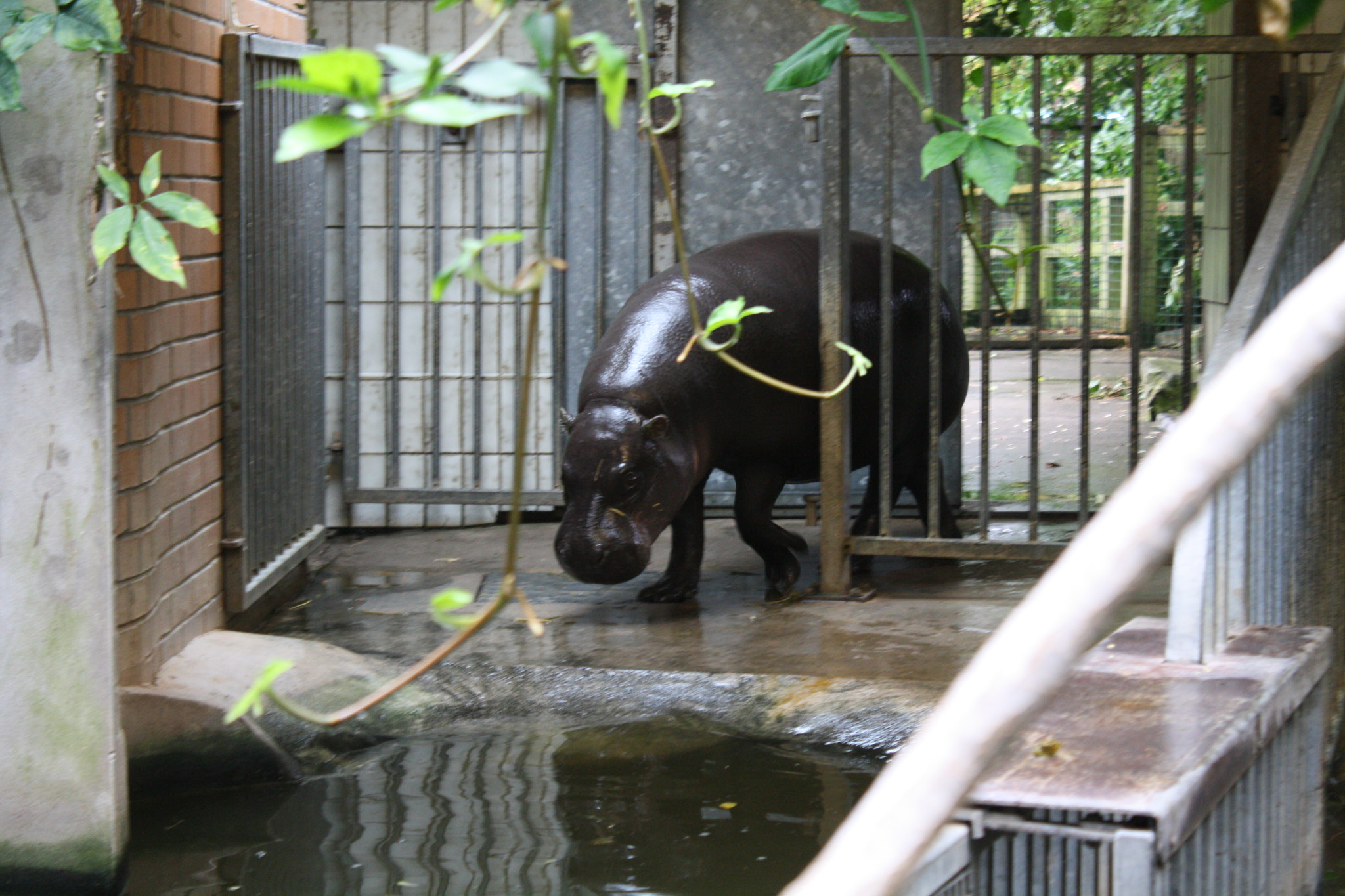 Canon EF-S 18-55mm F3.5-5.6 IS sample photo. Pygmy hippo photography