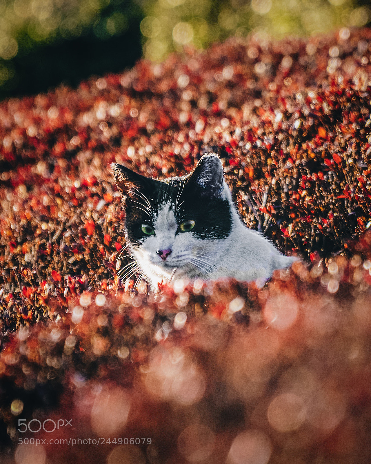 Sony a7R III sample photo. Cat in the azalea photography