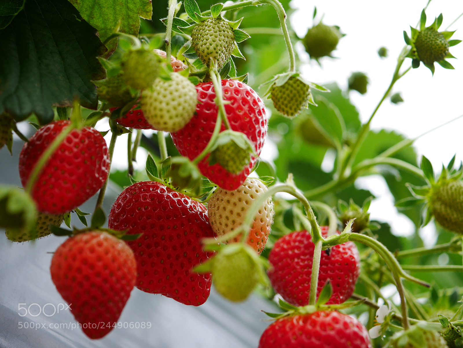 Panasonic Lumix DMC-GF7 sample photo. Strawberry picking field photography