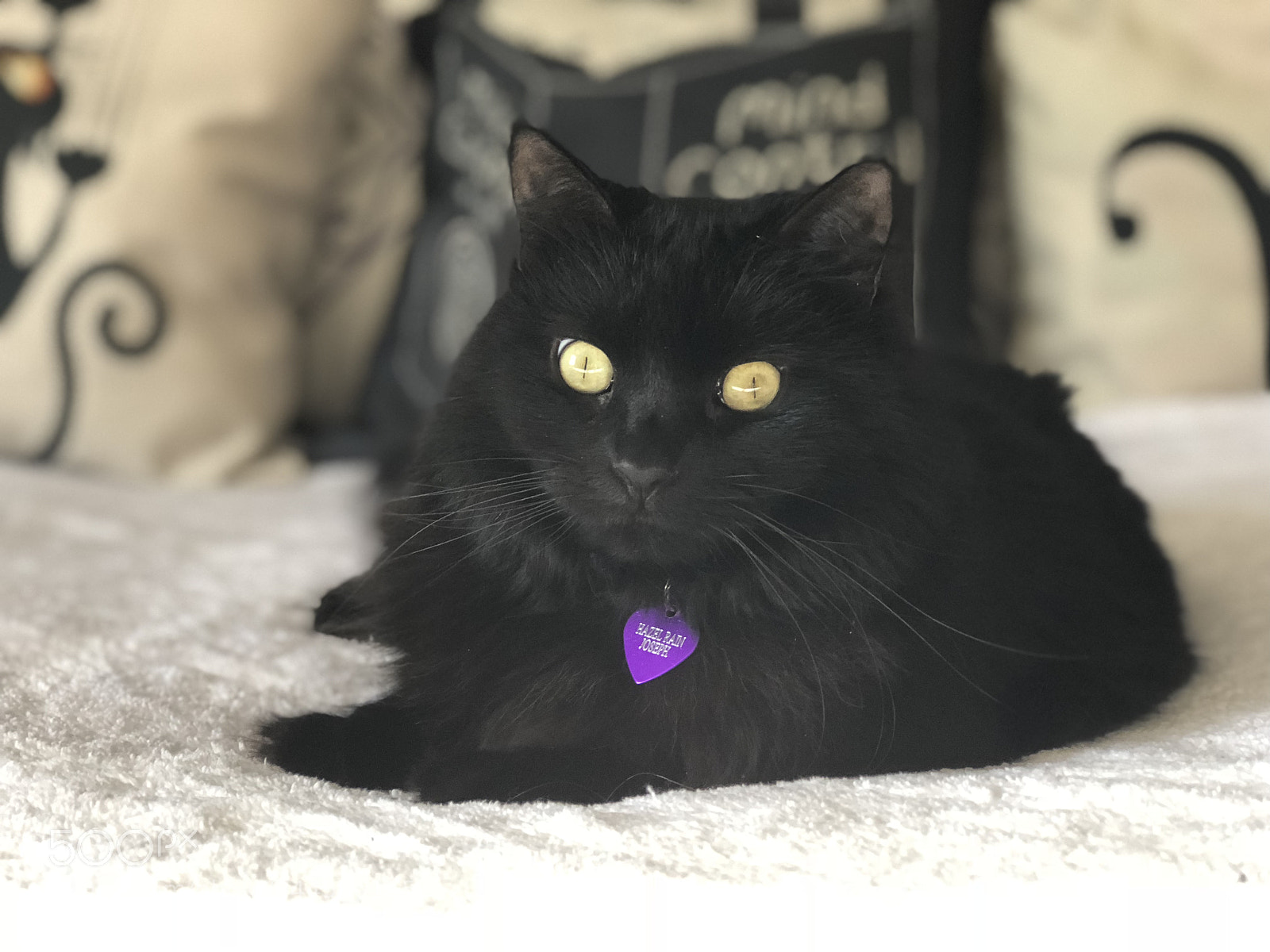 Apple iPhone 8 Plus sample photo. Hazel rain 3 year photography