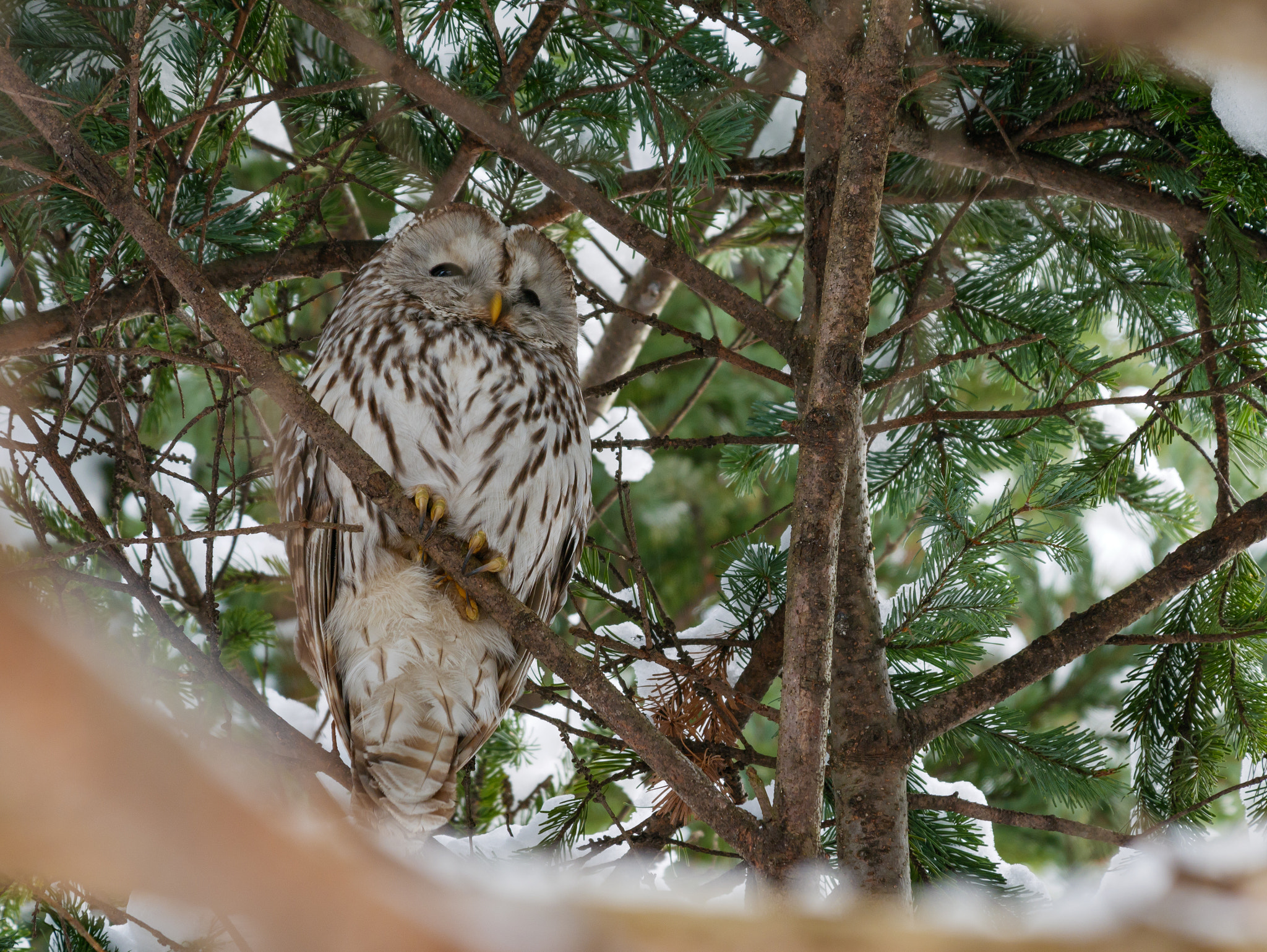 Panasonic DMC-G8 sample photo. Ezo owl in hokkaido japan photography