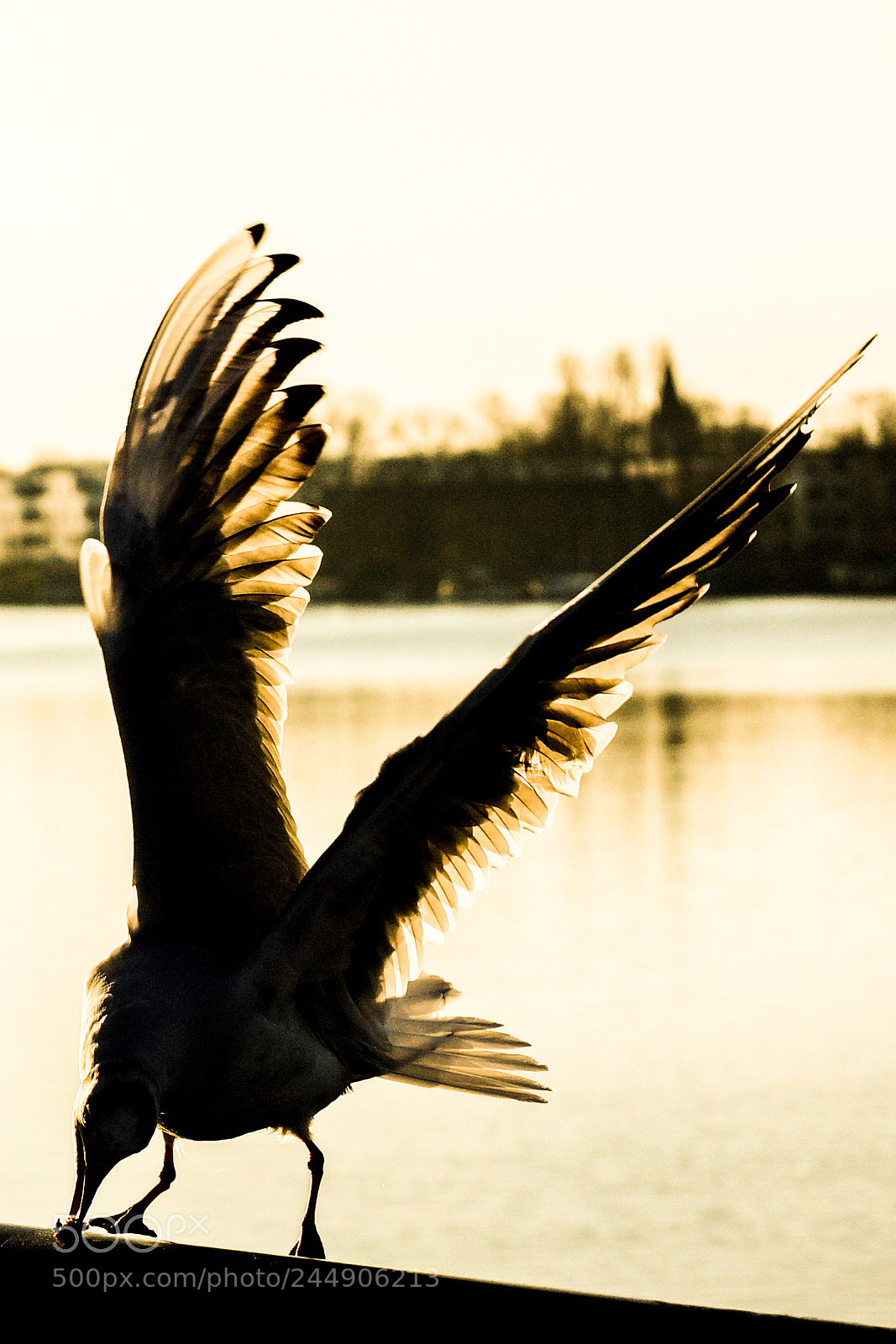 Sony SLT-A77 sample photo. Sea gull photography