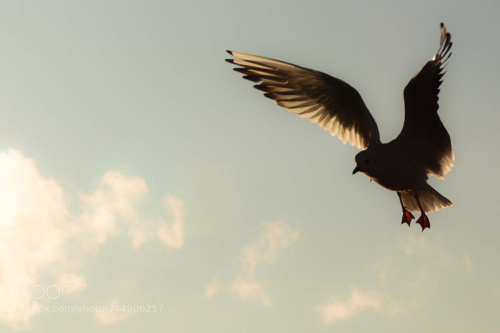 Sony SLT-A77 sample photo. Sea gull photography
