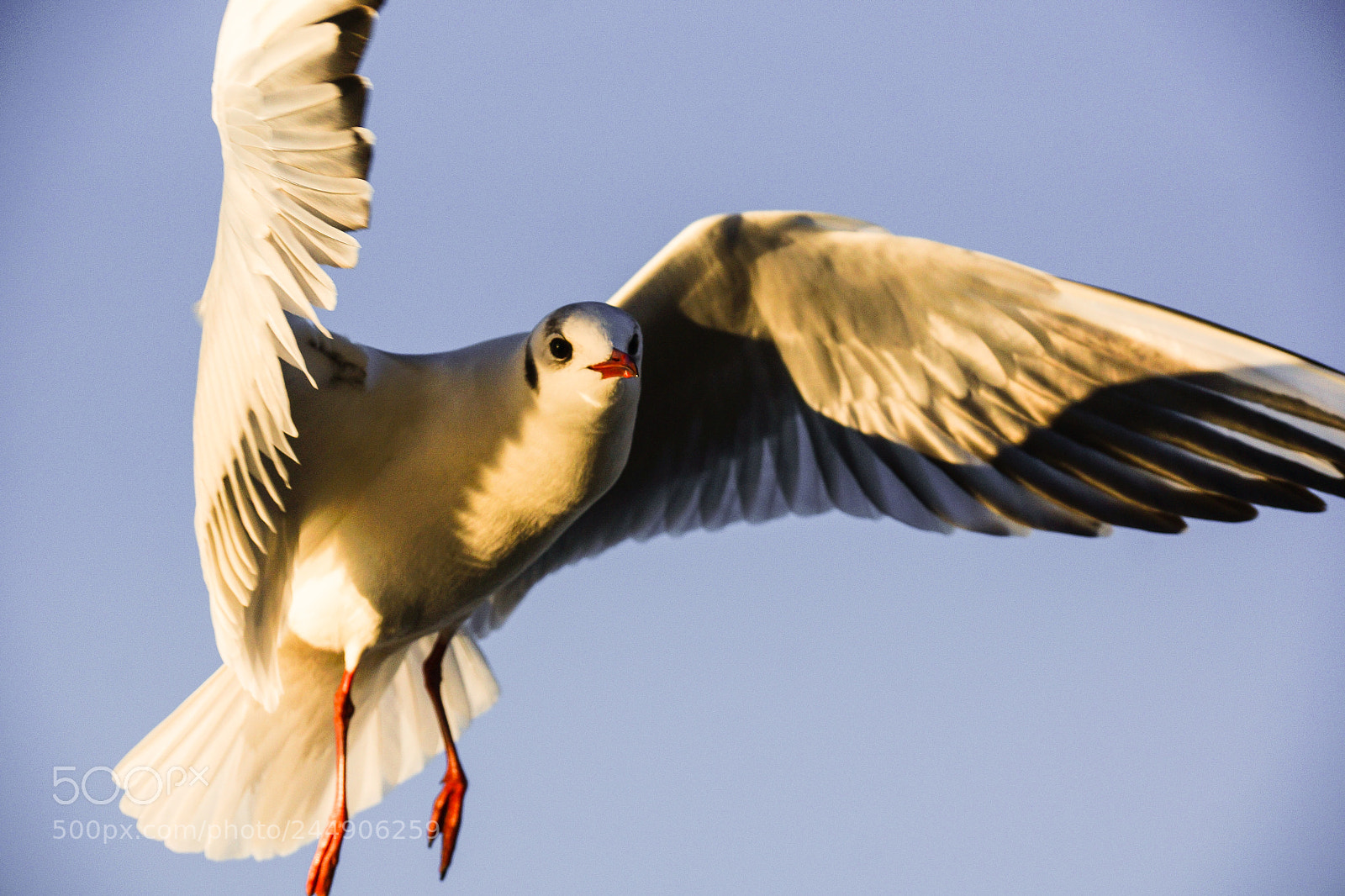 Sony SLT-A77 sample photo. Sea gull photography