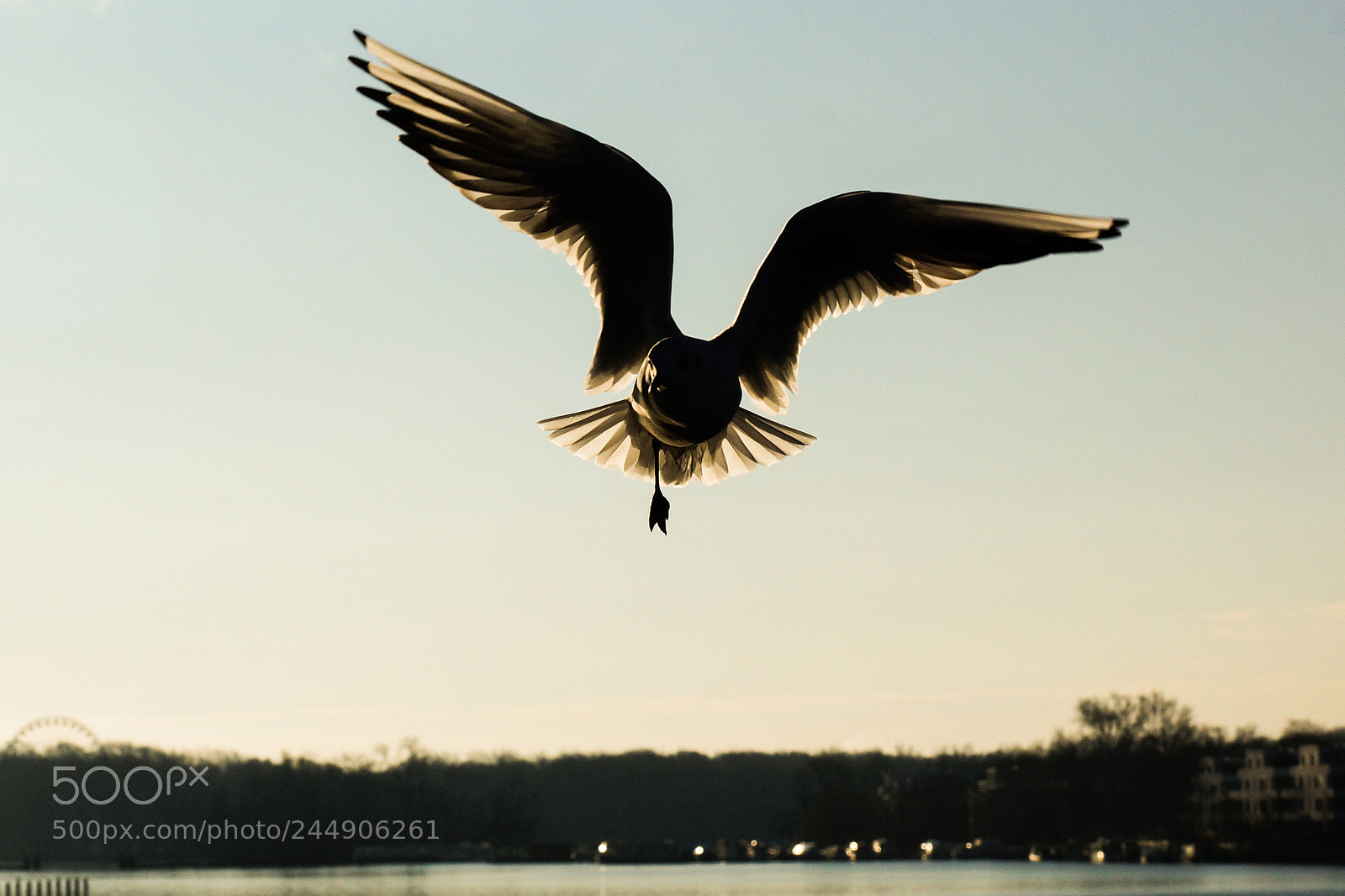 Sony SLT-A77 sample photo. Sea gull photography