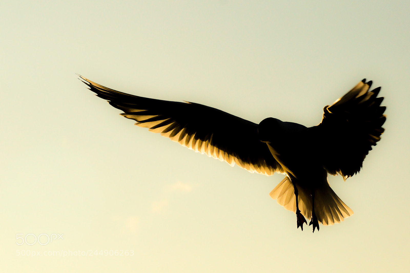 Sony SLT-A77 sample photo. Sea gull photography