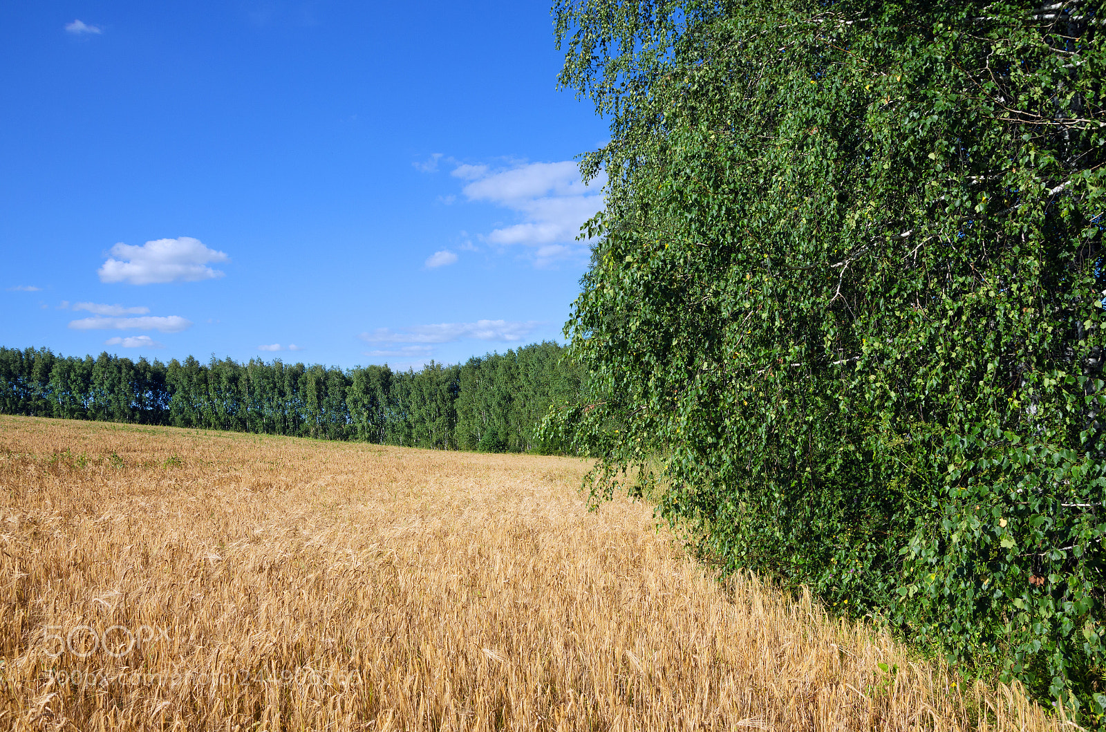 Nikon D5100 sample photo. Rich harvest photography