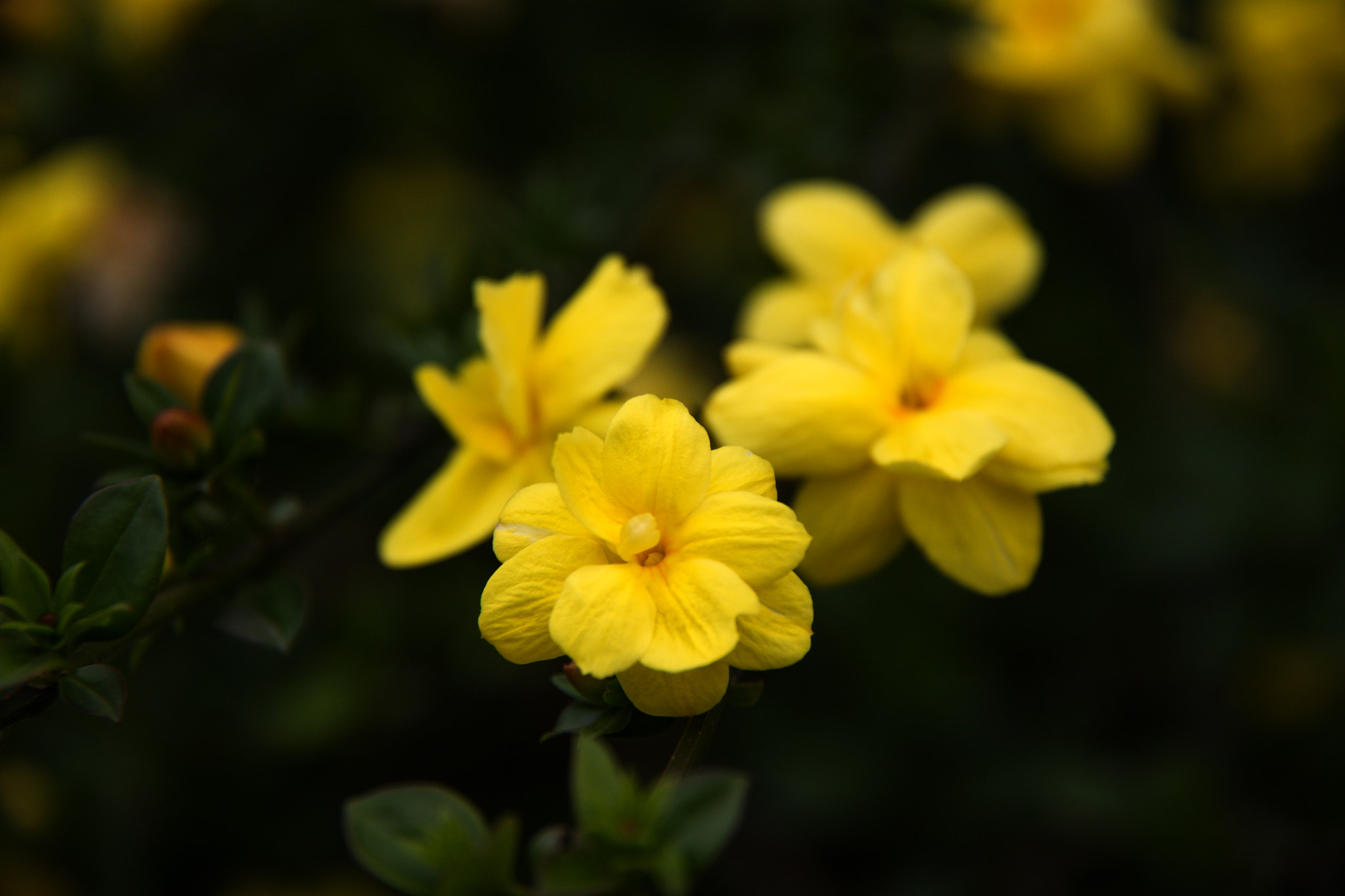 Canon EF-S 18-200mm F3.5-5.6 IS sample photo. Flowers photography