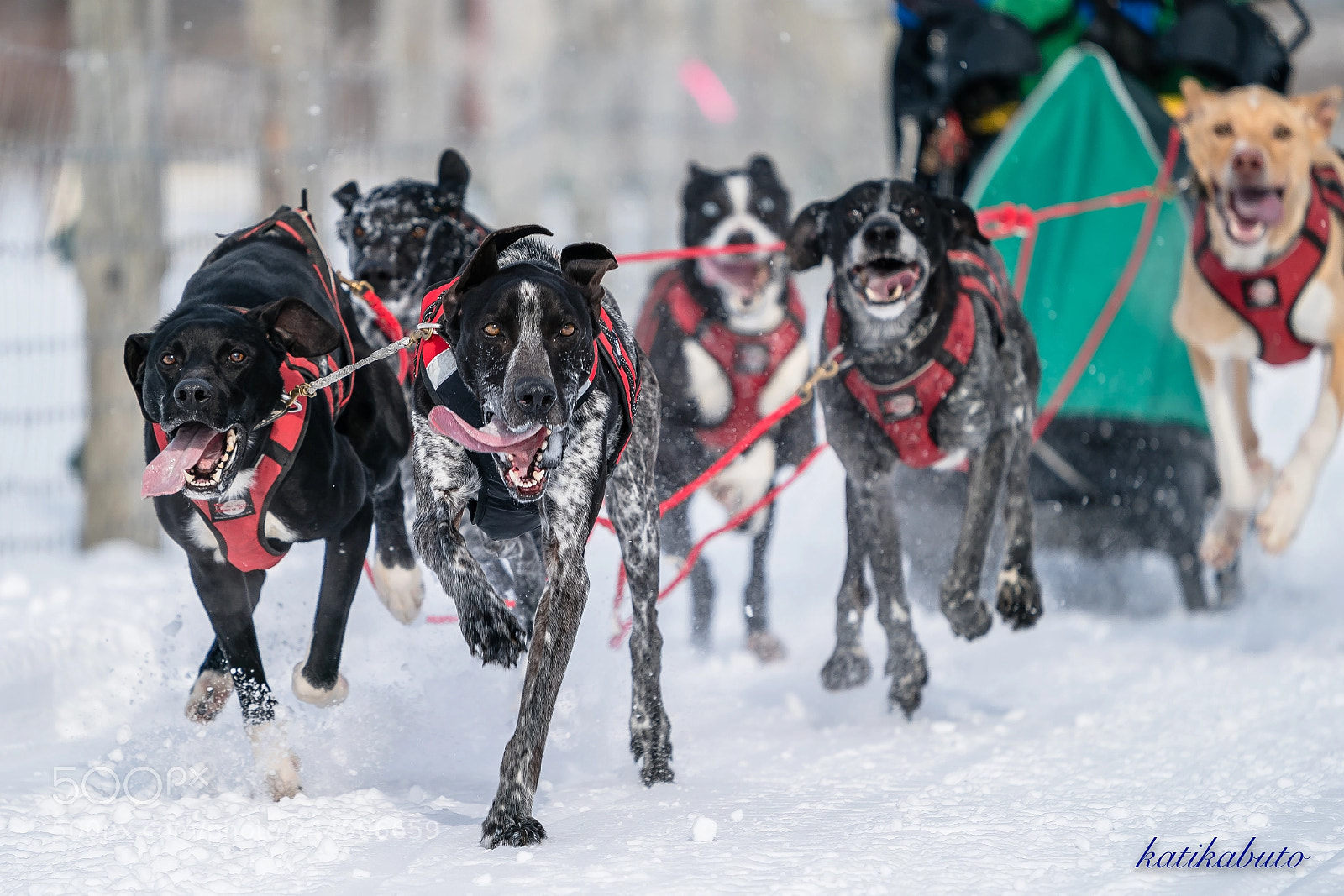 Sony a9 sample photo. Dogsled race photography
