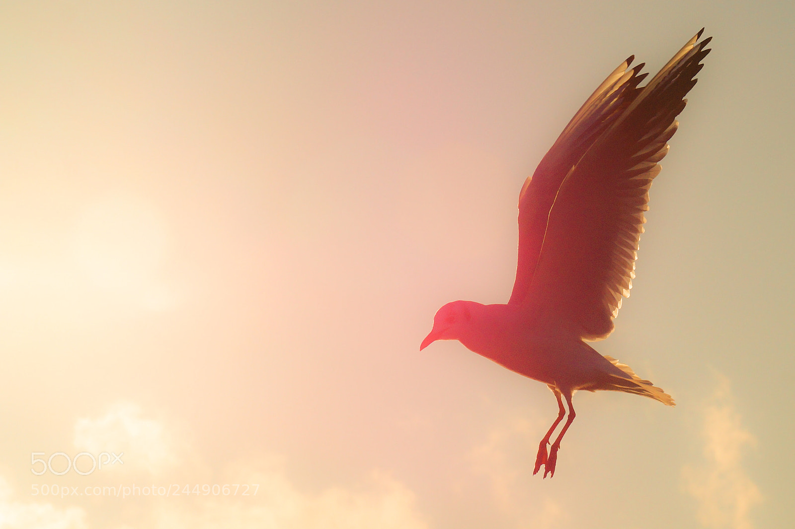 Sony SLT-A77 sample photo. Sea gull photography