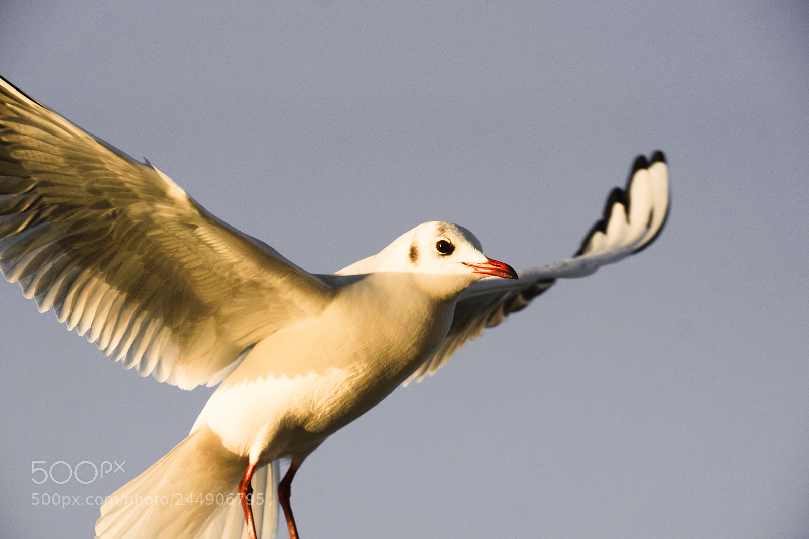 Sony SLT-A77 sample photo. Sea gull photography