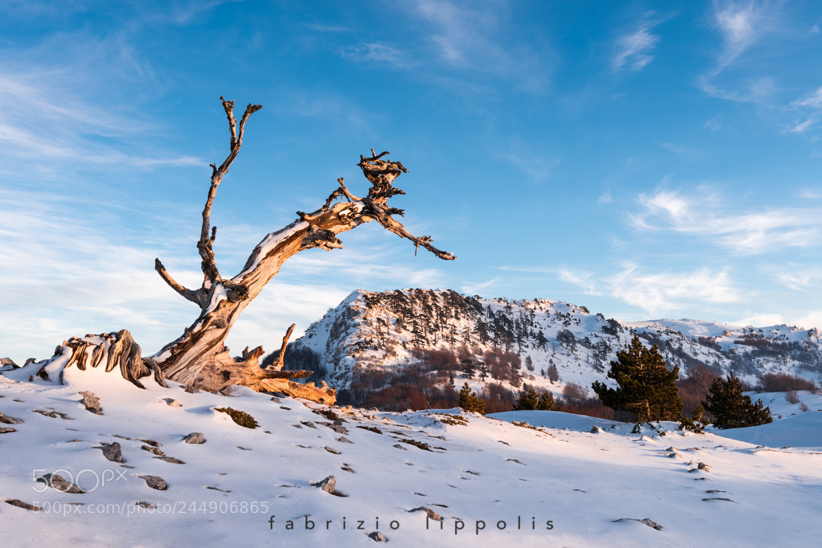 Nikon D810 sample photo. A winter's tale photography