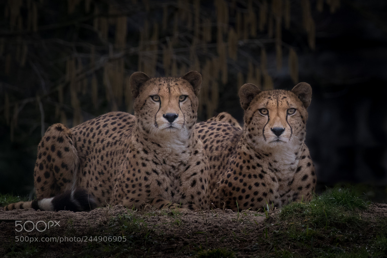 Canon EOS 7D Mark II sample photo. Cheetah brothers photography