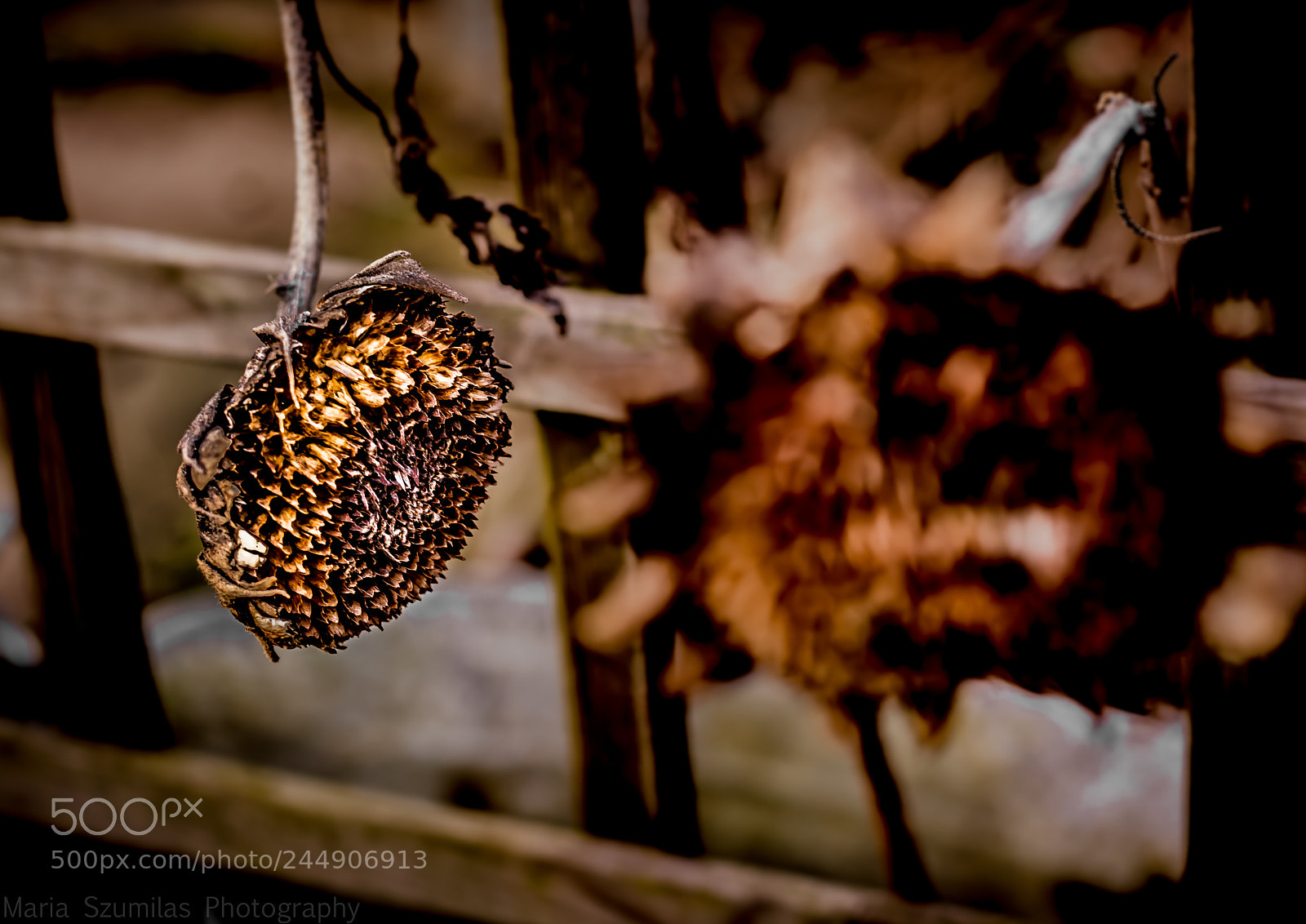 Nikon D7100 sample photo. Seedless photography