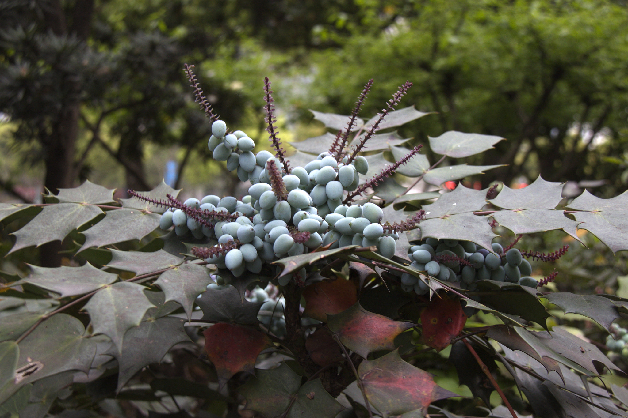 Canon EF-S 18-200mm F3.5-5.6 IS sample photo