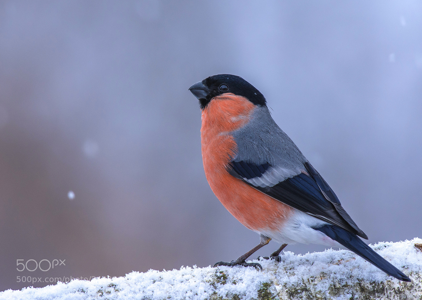 Nikon D7200 sample photo. Bullfinch photography
